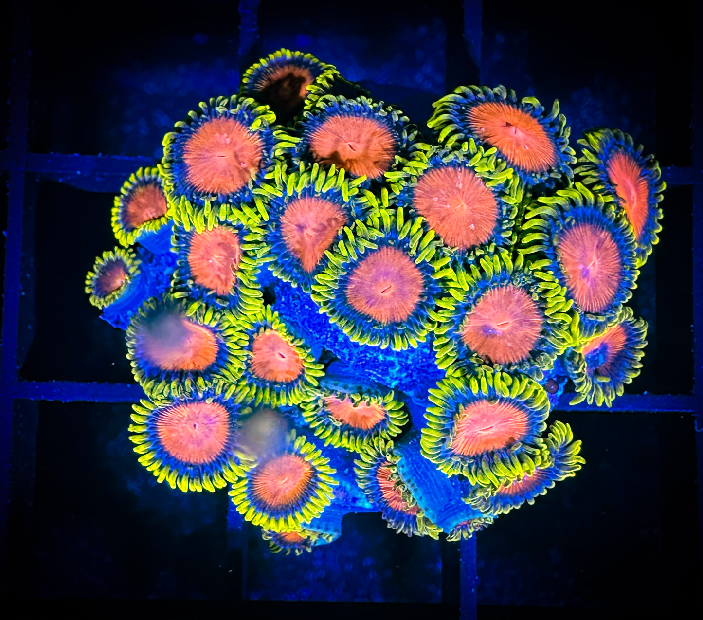 WYSIWYG Dragon Eye Zoanthids Large Frag 11C4