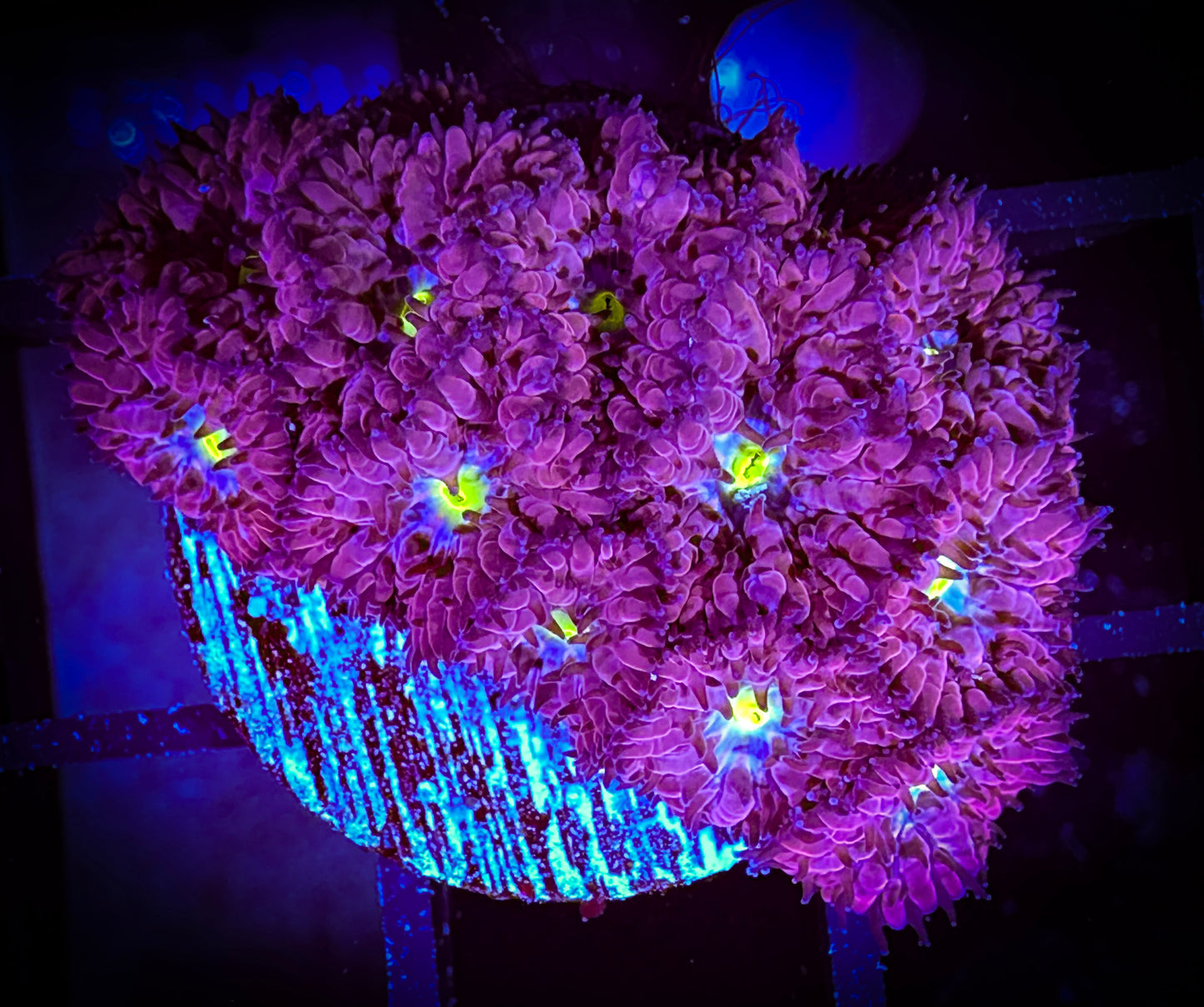 Blueberry Blastomussa Merleti Frag 11C4