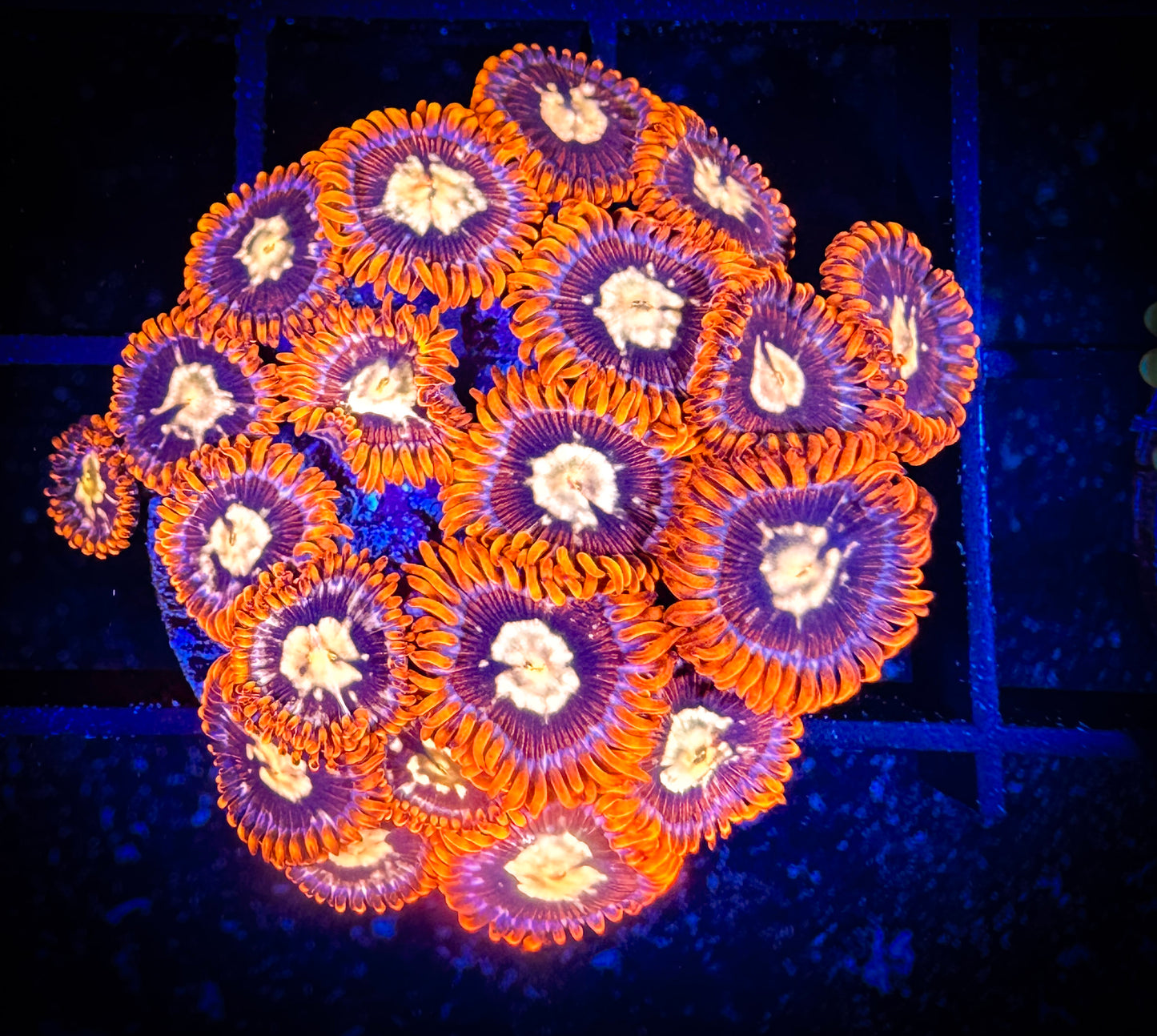 WYSIWYG GC Goldeneye Zoanthids Large Frag 11D1
