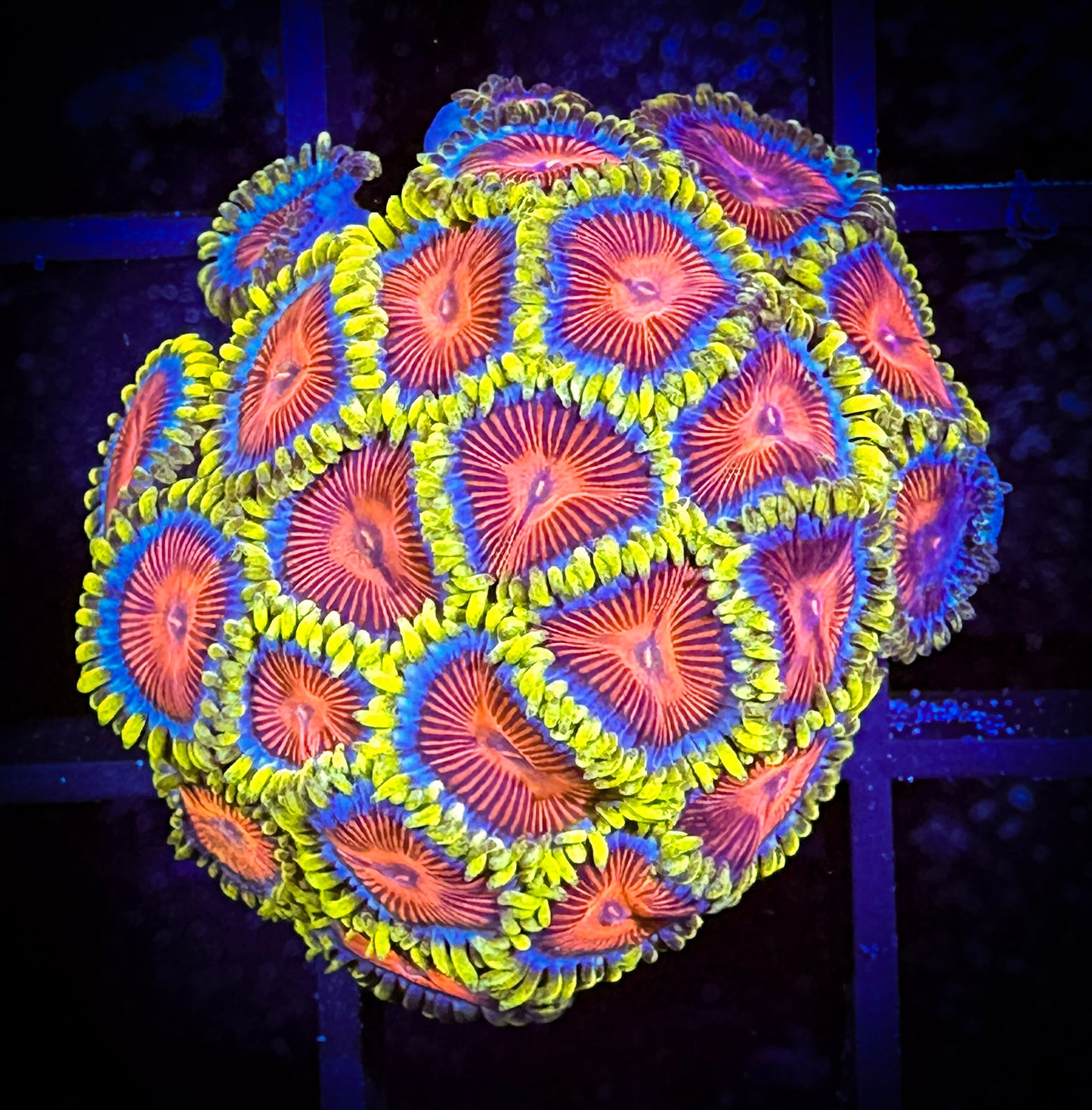 CC Spitfire Zoanthids