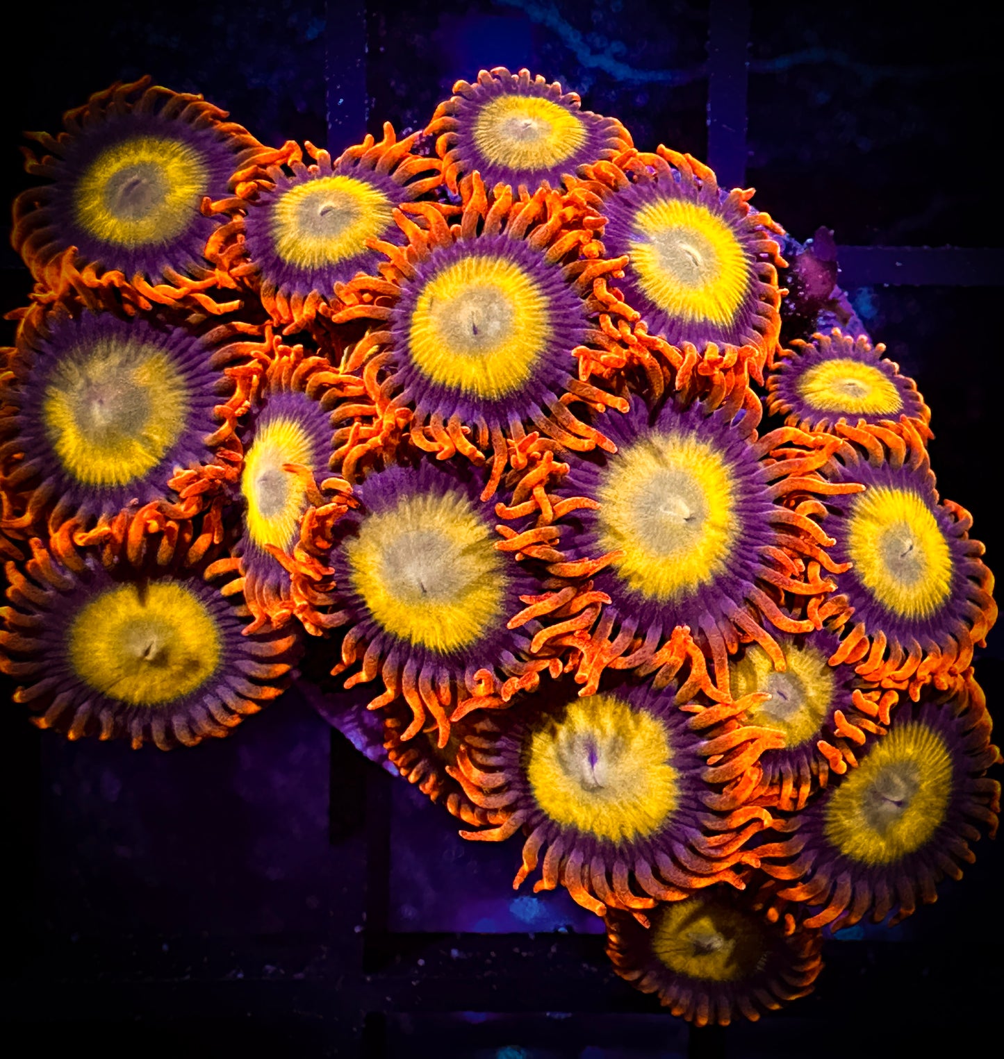 WYSIWYG Mandarin Oranges Zoanthids Large Frag 01A3