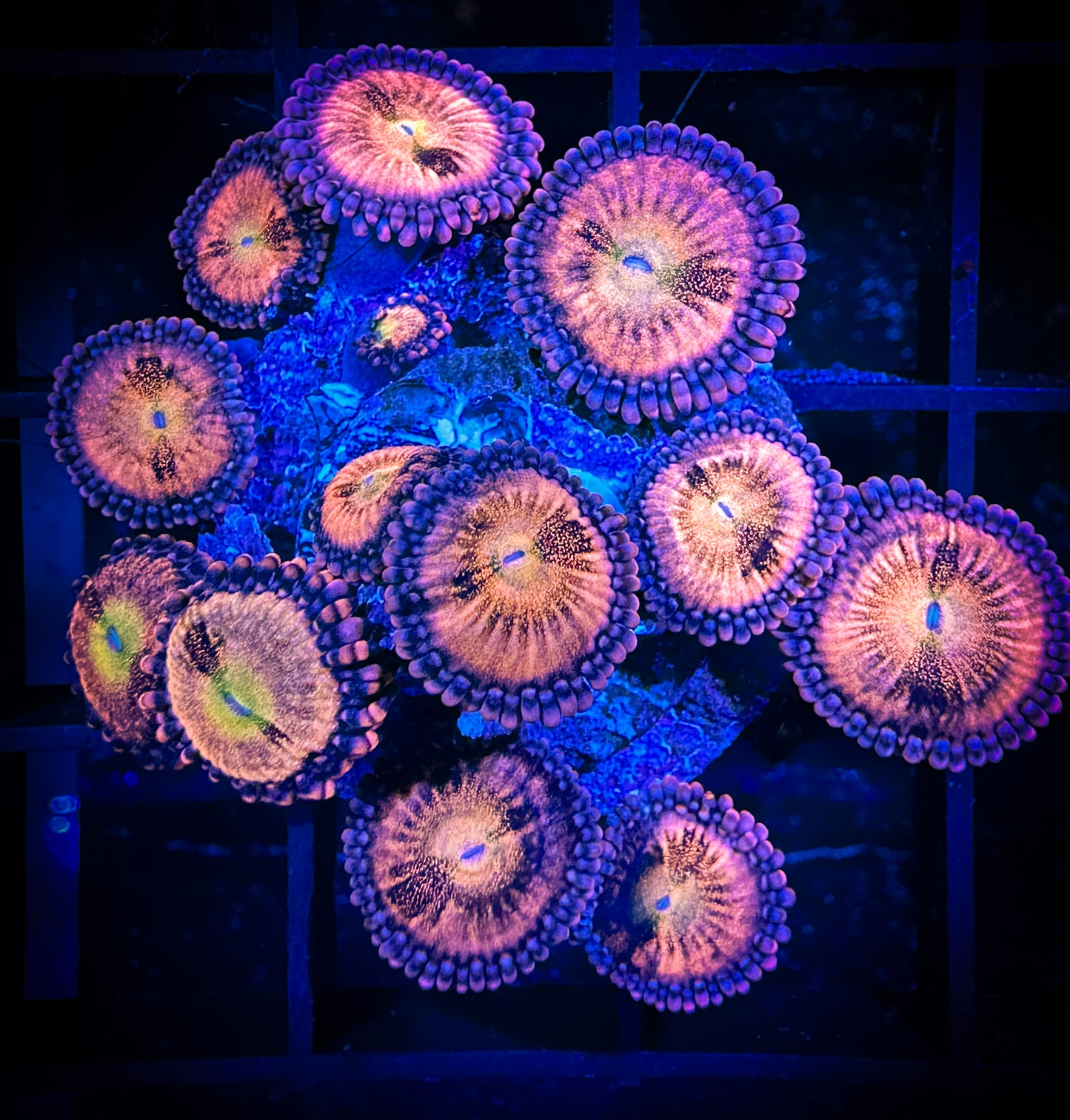 WYSIWYG JF Crybaby Zoanthids Colony 06C4