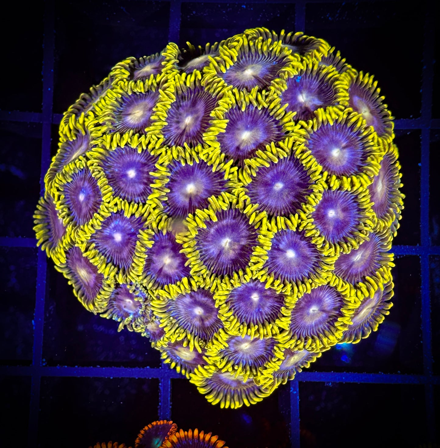 WYSIWYG Evil Mel's Green Skirt Zoanthids Colony 11D4