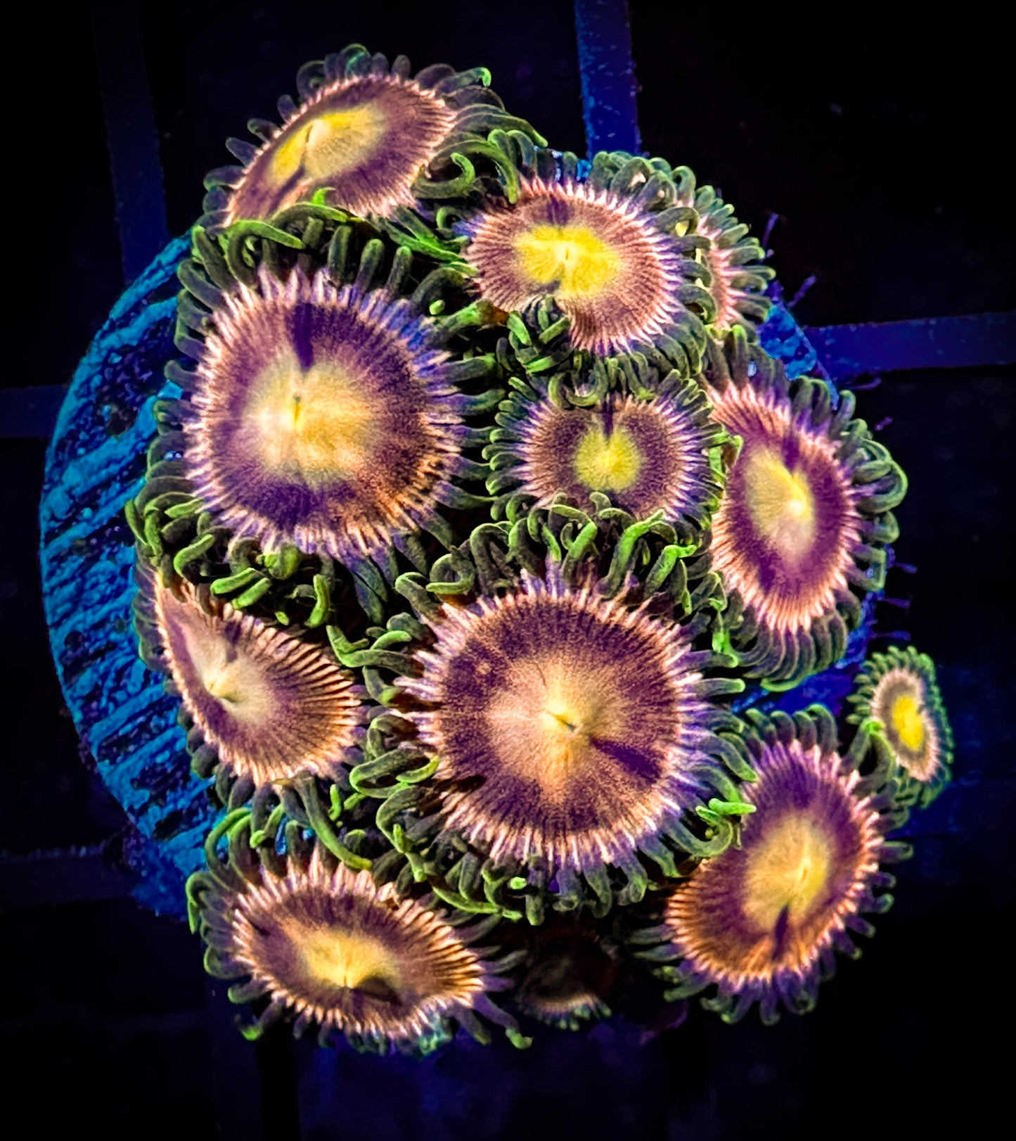 WYSIWYG Laser Lemons Zoanthids Large Frag 01B2