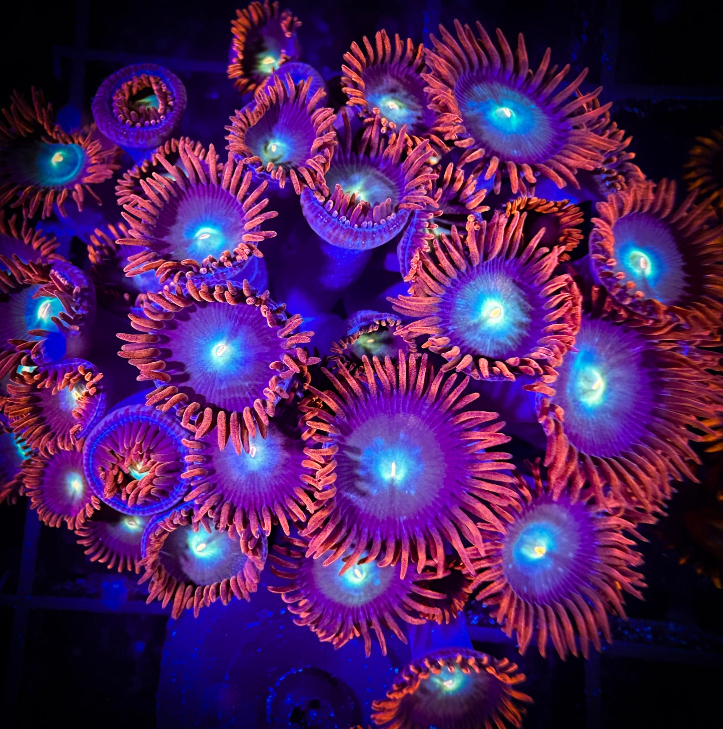 WYSIWYG CB Punk Rockers Zoanthids Colony 06E1