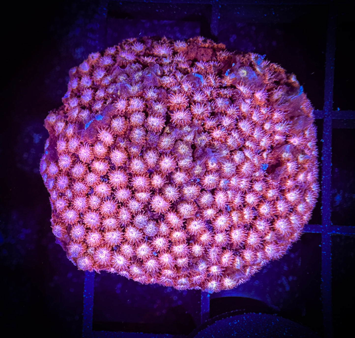 WYSIWYG WWC Peppermint Cypastrea 05F4