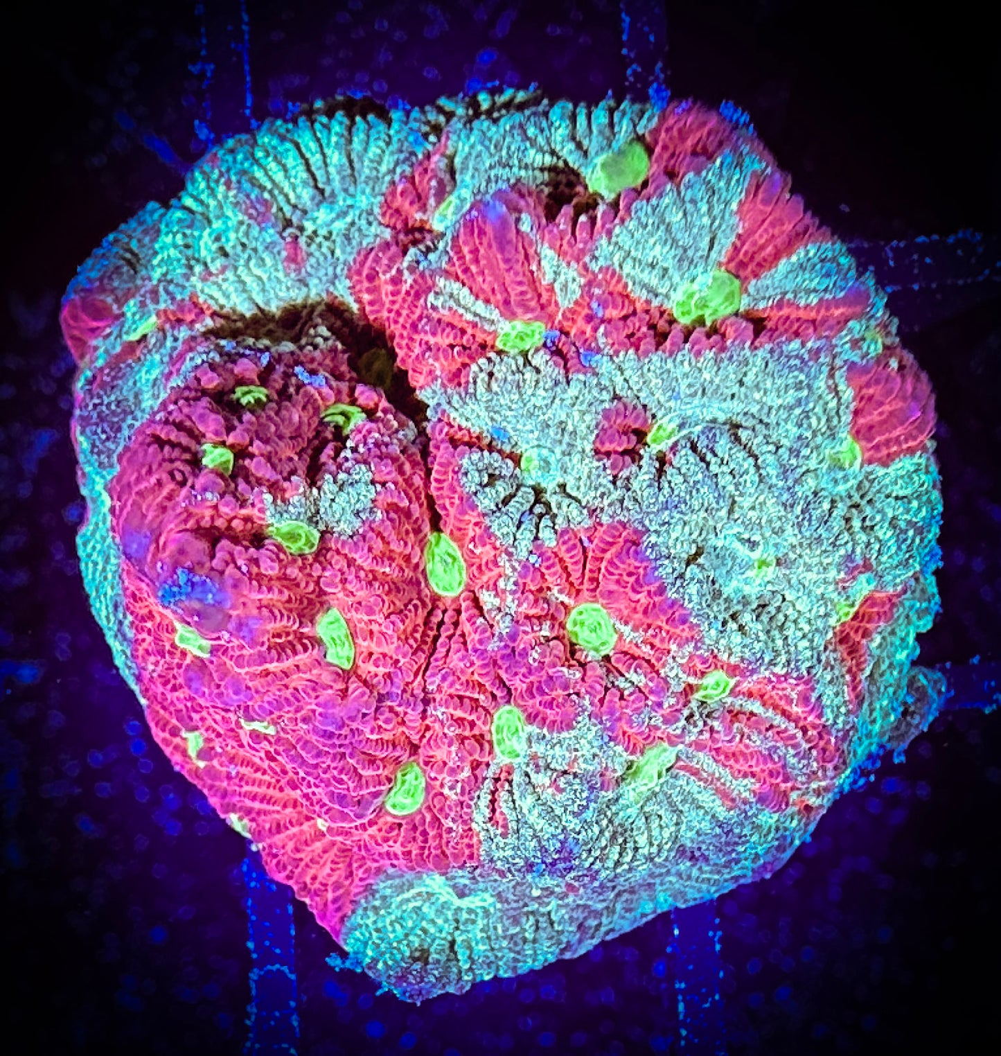 WYSIWYG War Coral 12F3