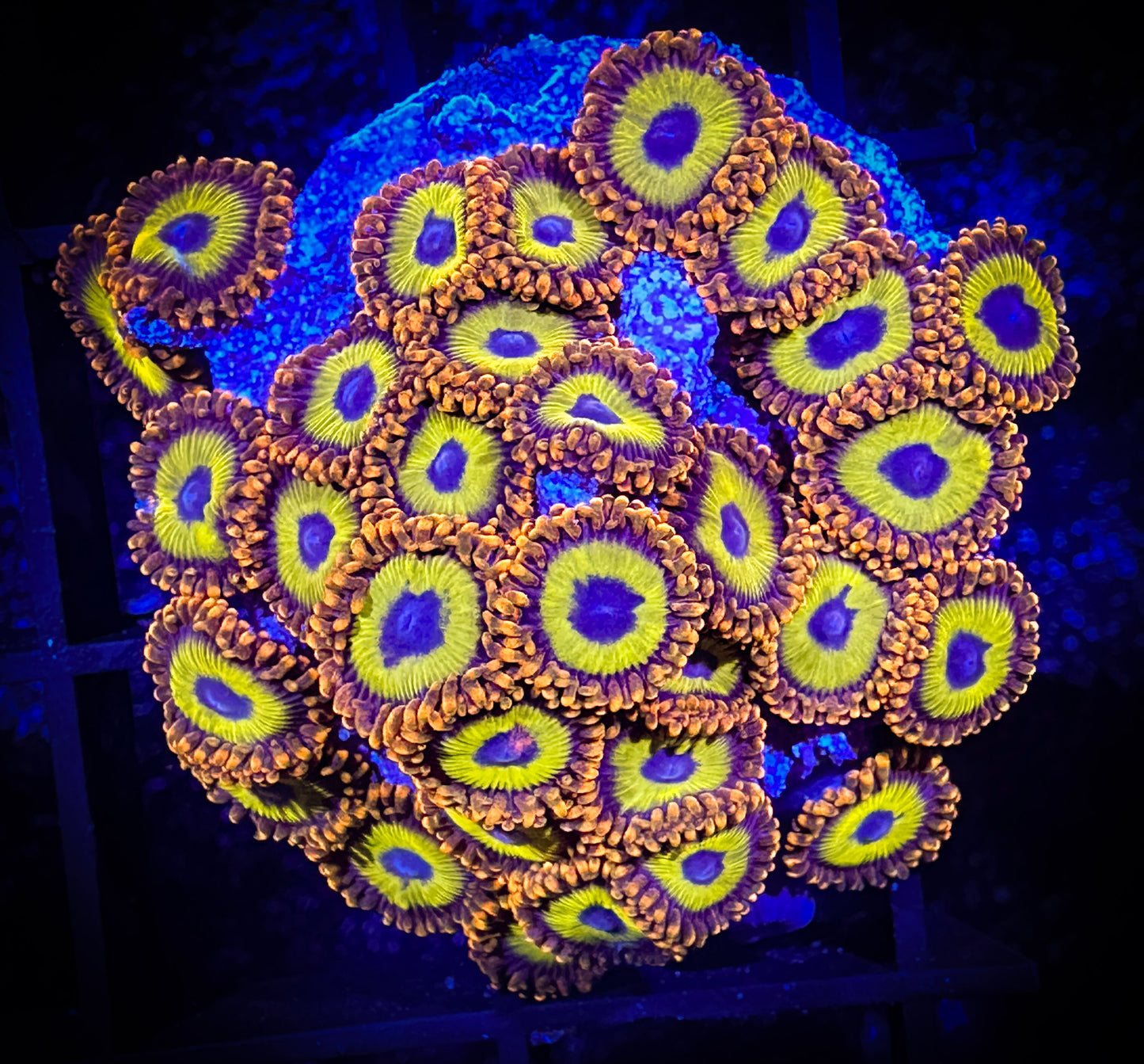 WYSIWYG Fruitloops Zoanthids Large Frag 03B1