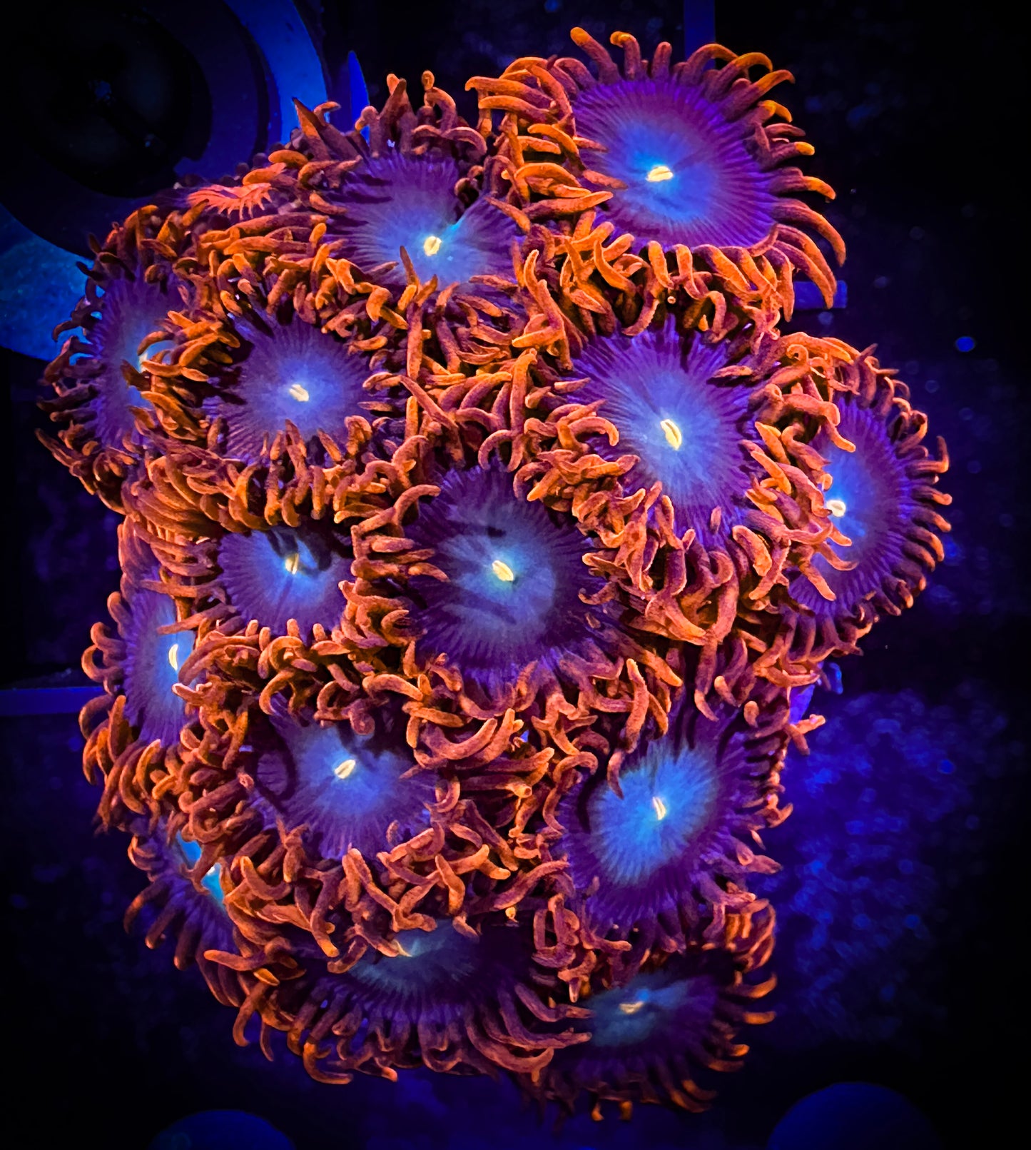 WYSIWYG CB Punk Rockers Zoanthids Large Frag 04D4