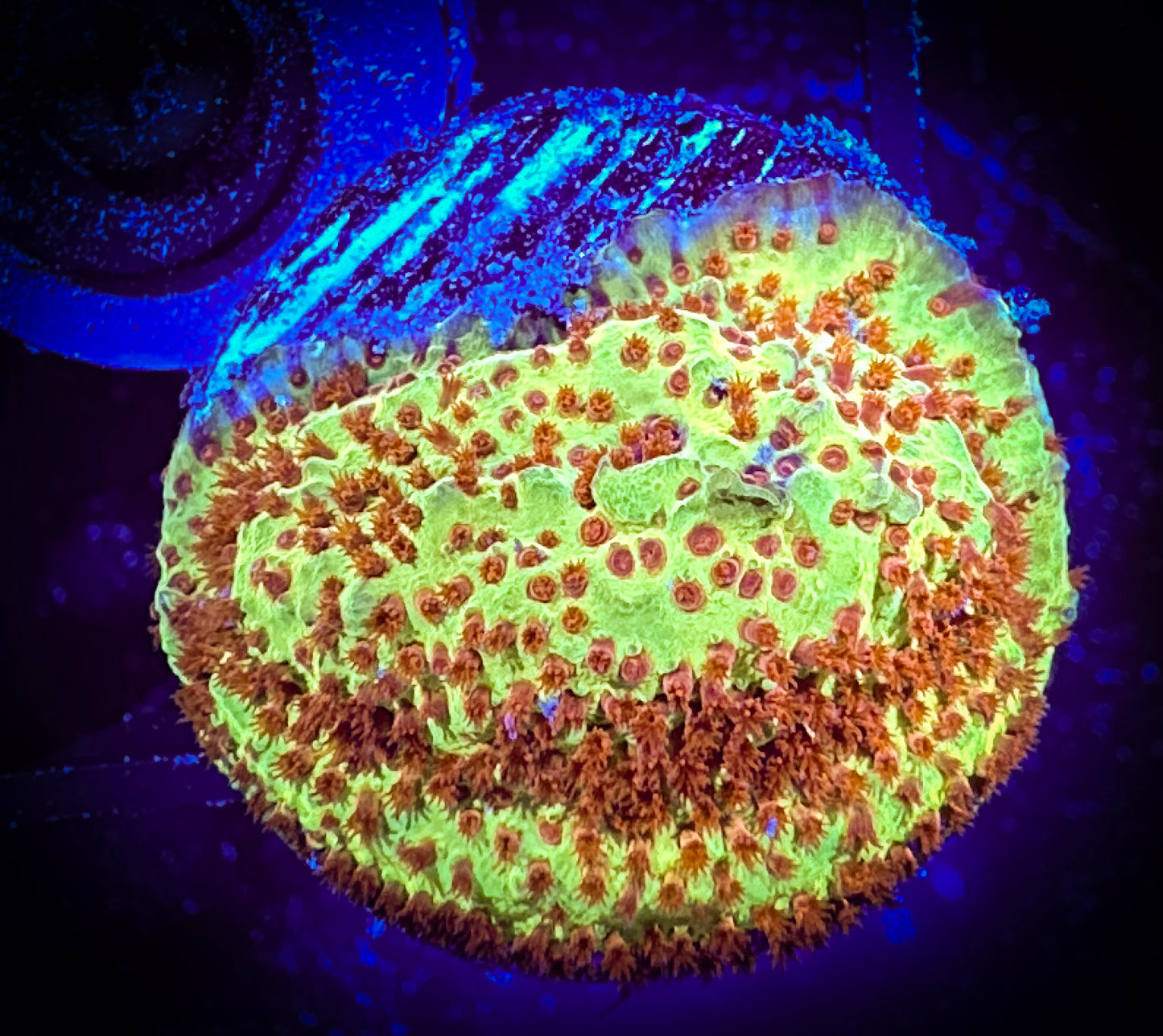 WYSIWYG Jason Fox Burning Banana Stylocoeniella 11F4