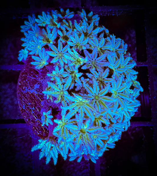 Lazy's Daisies Pipe Organ Coral