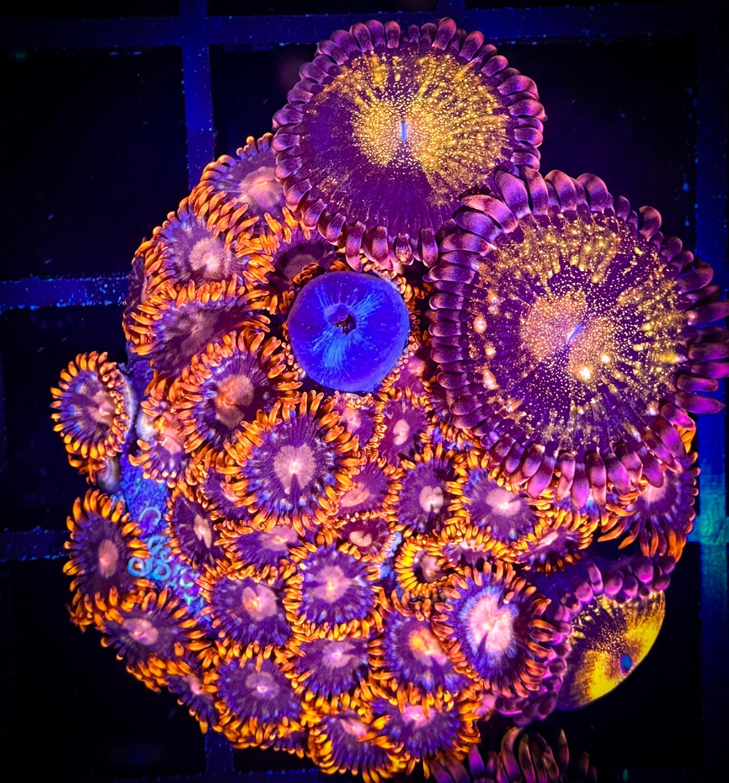 WYSIWYG Pandora Zoanthids and Pink Eye Combo 16D4