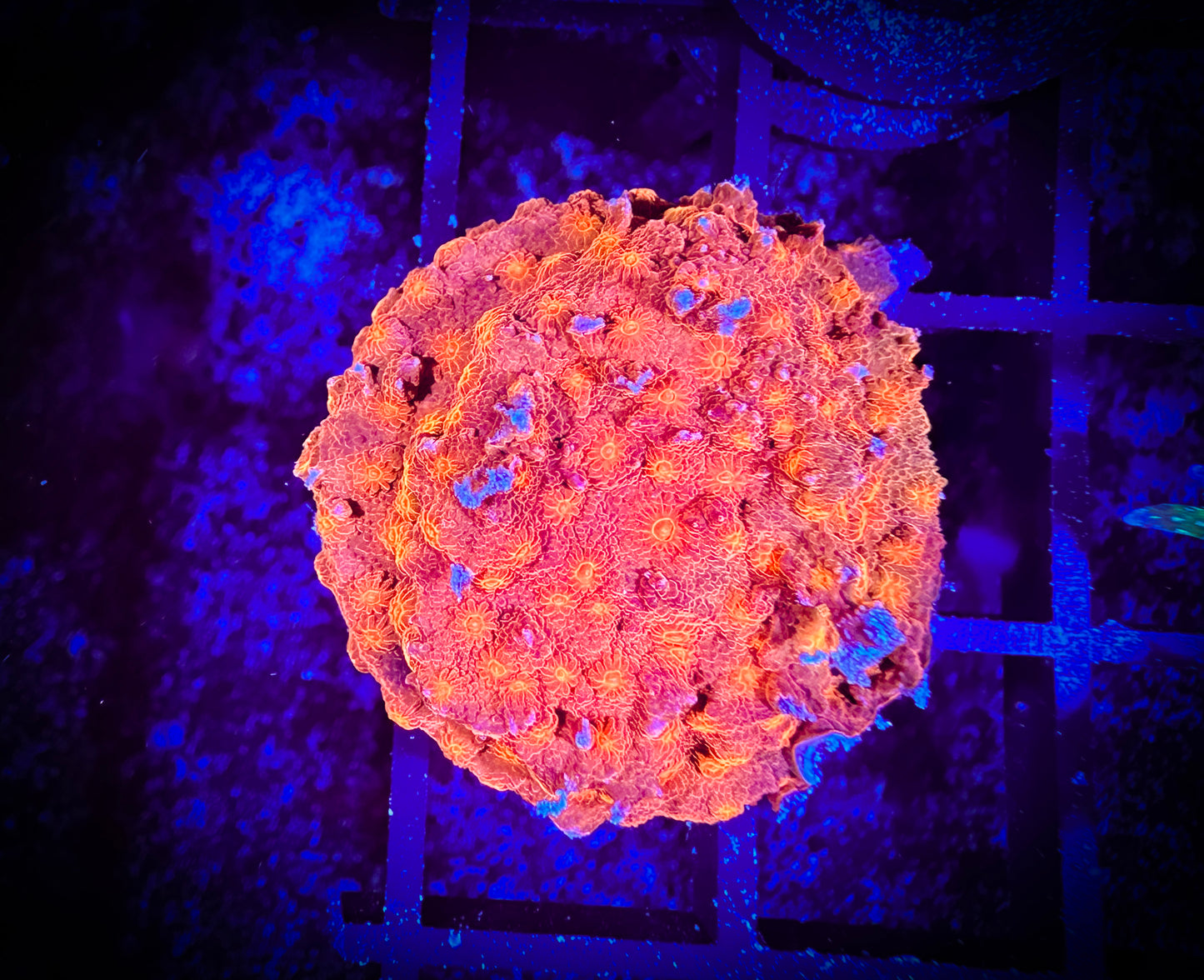 WYSIWYG Solar Flare Cyphastrea 07A2