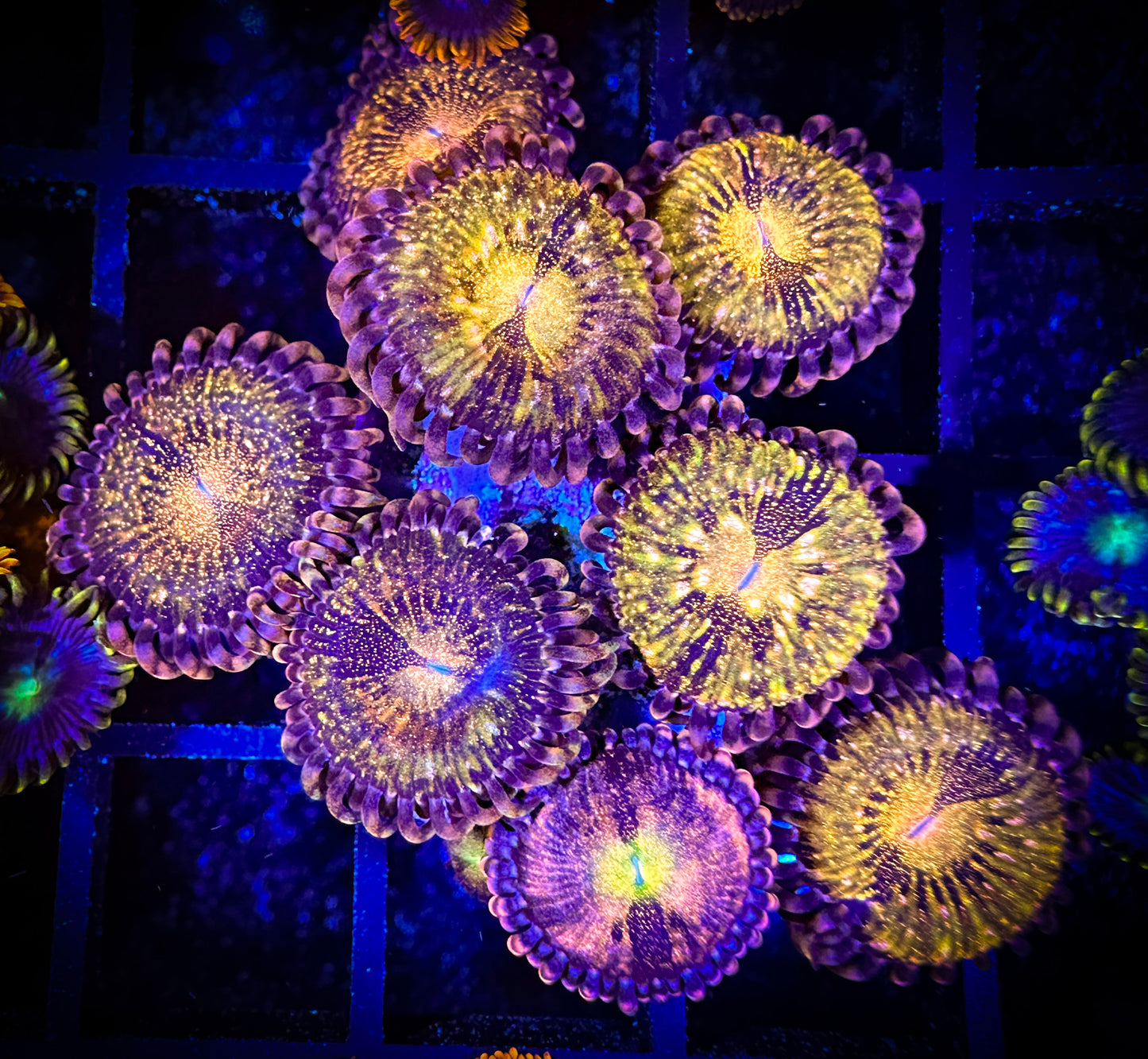 WYSIWYG WWC Pandora Zoanthids with a Alien Antivenom polyp 05E3