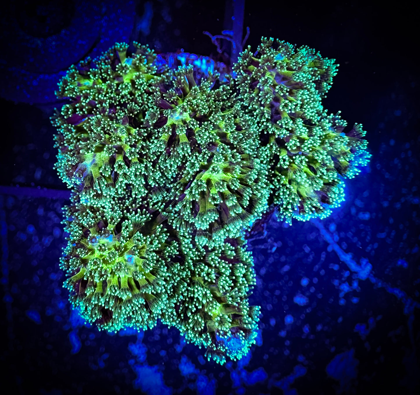 Neon Green Pocillopora