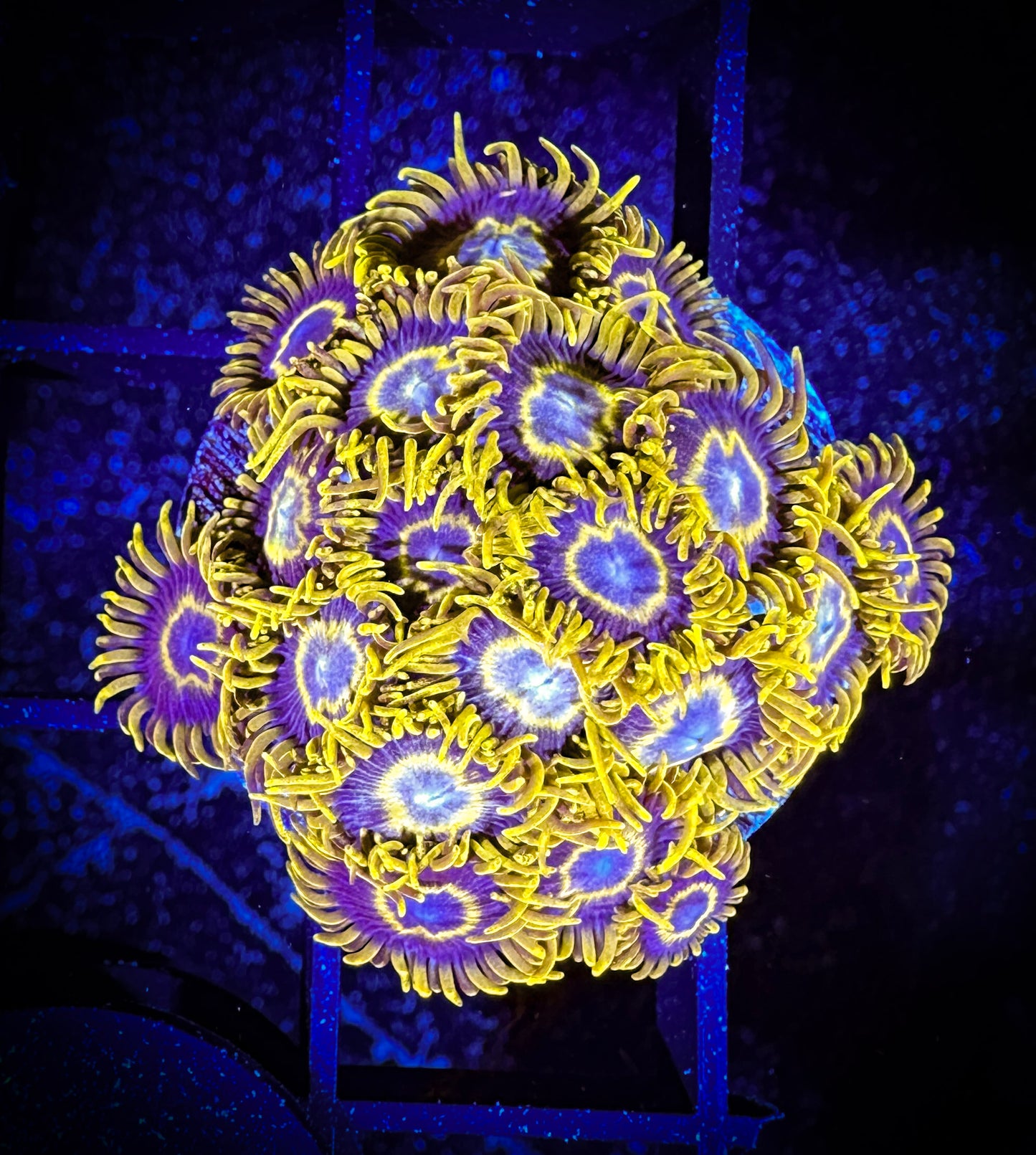 Yellow Hornets Zoanthids