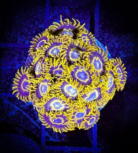 Yellow Hornets Zoanthids