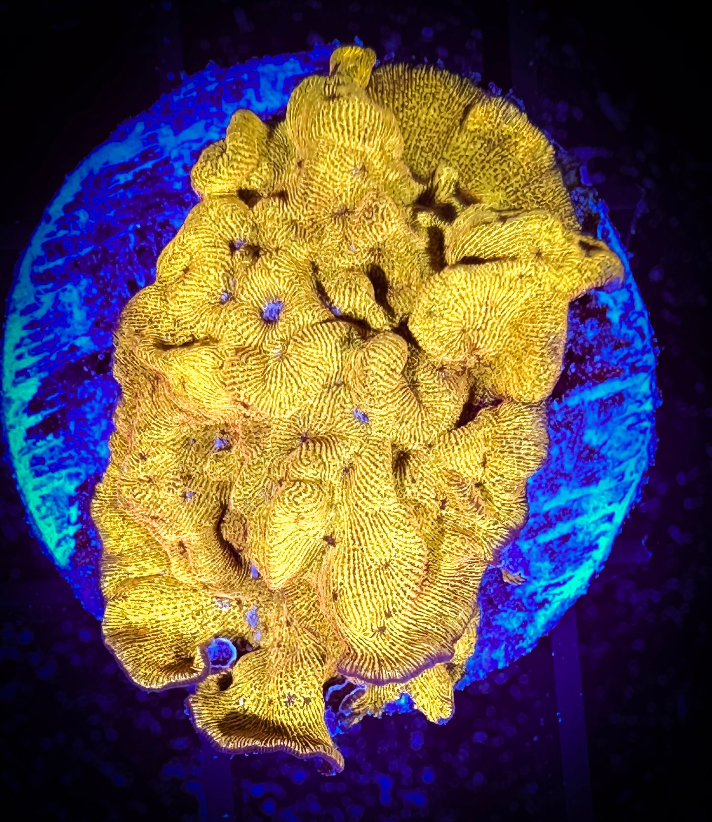 24K Leptoseris