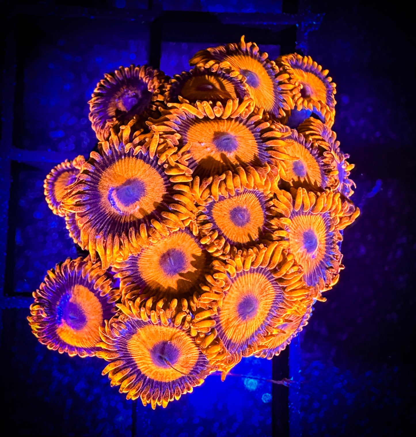 WYSIWYG CB Orange Hornets AKA Oxides Zoanthids 04D2