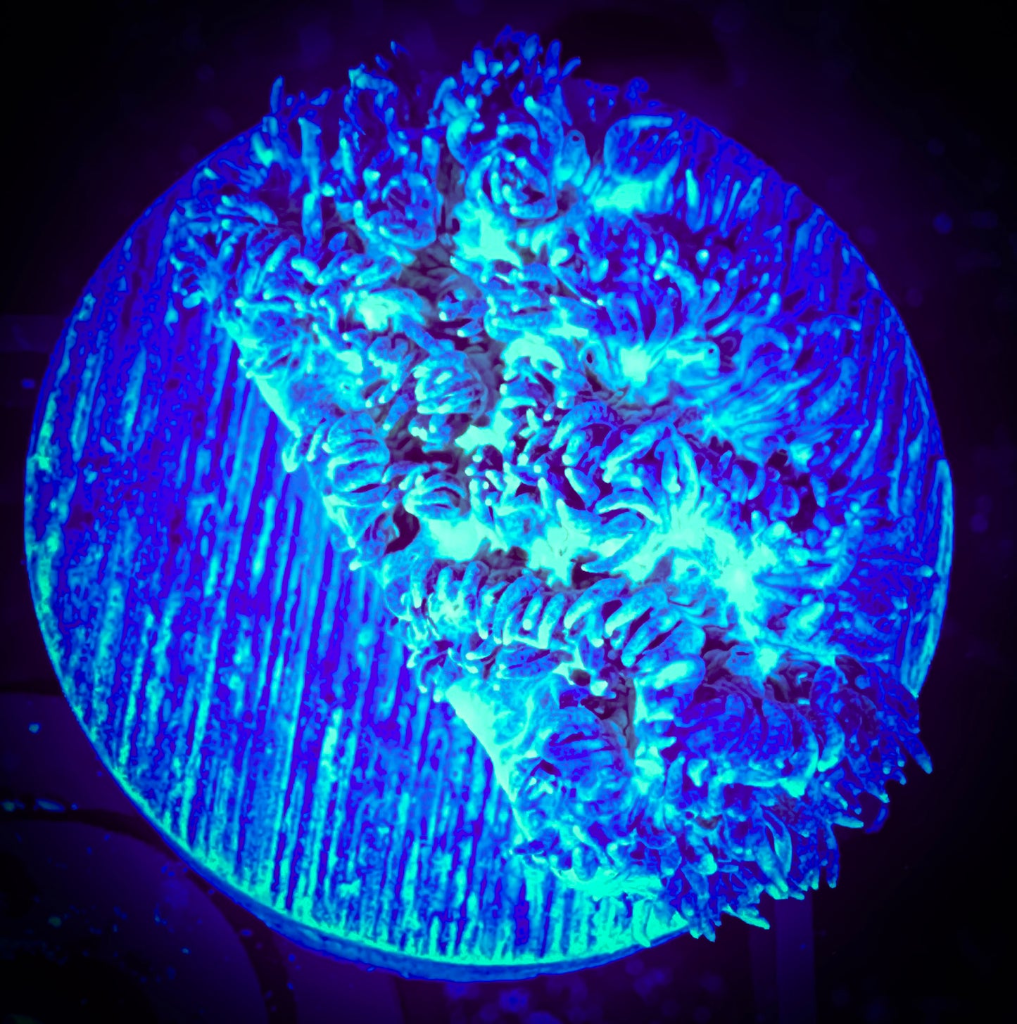 Luminous Hydnophora Frag