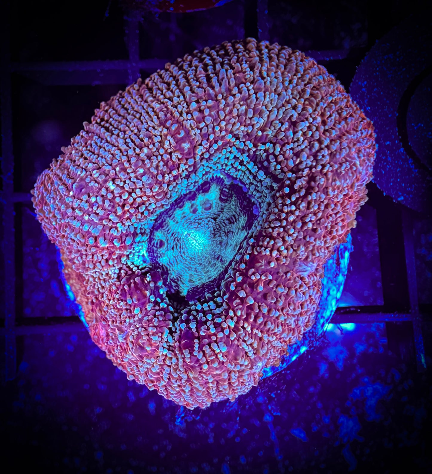 WYSIWYG Beautiful Acan Bowerbanki 04E1