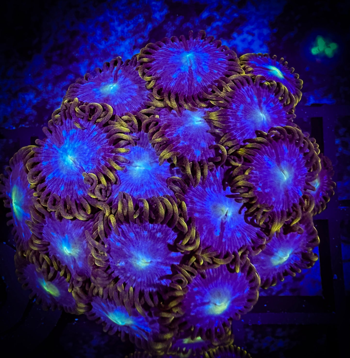 WYSIWYG Blue Horizons Zoanthids Large Frag 12B1