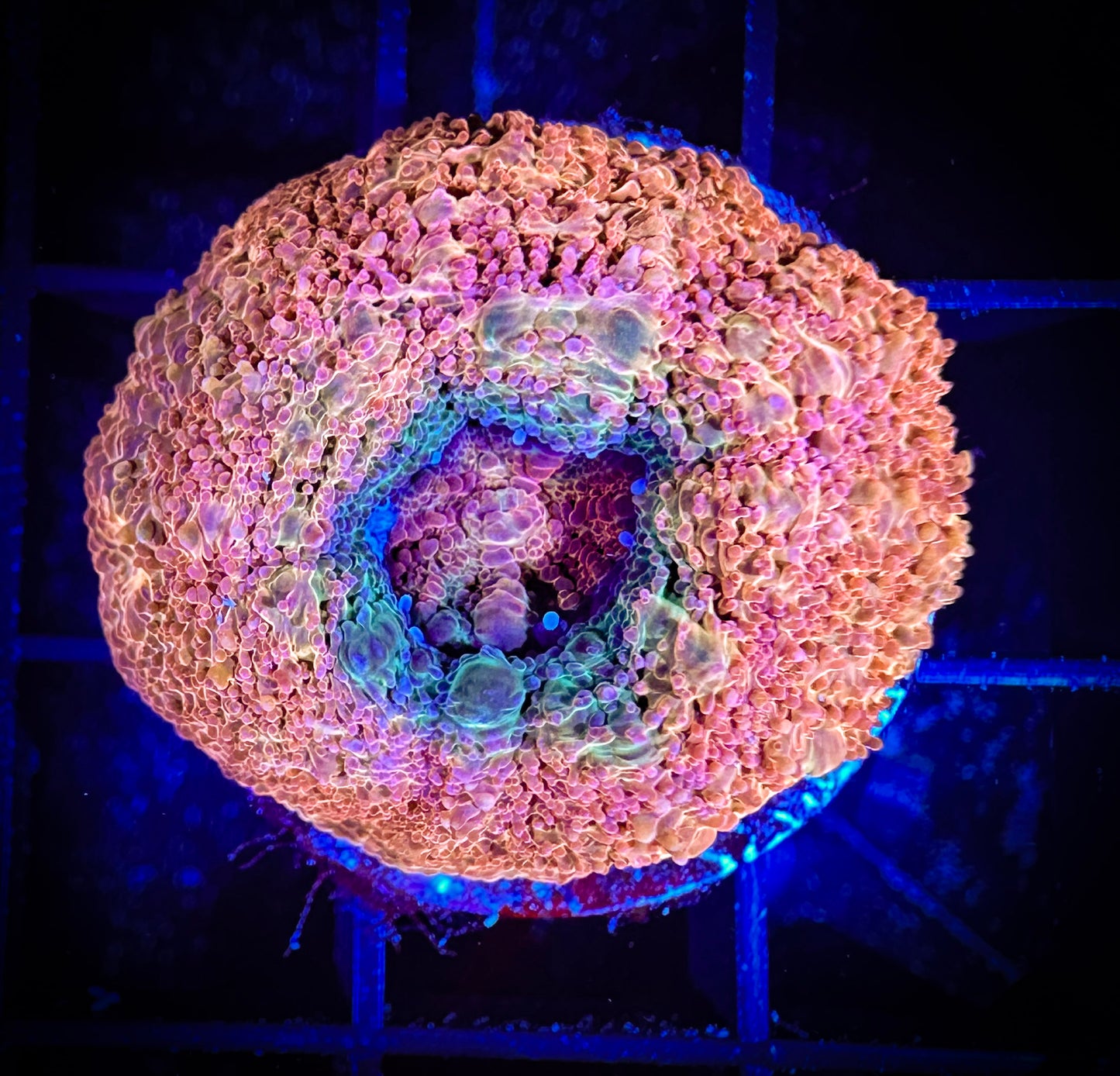 WYSIWYG Beautiful Acan Bowerbanki 04F2