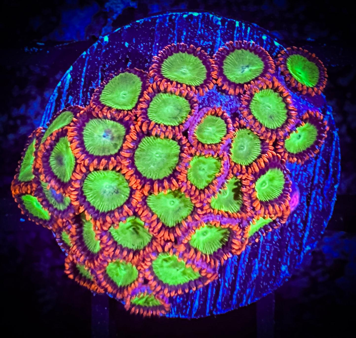OG Oompa Loompa Zoanthids