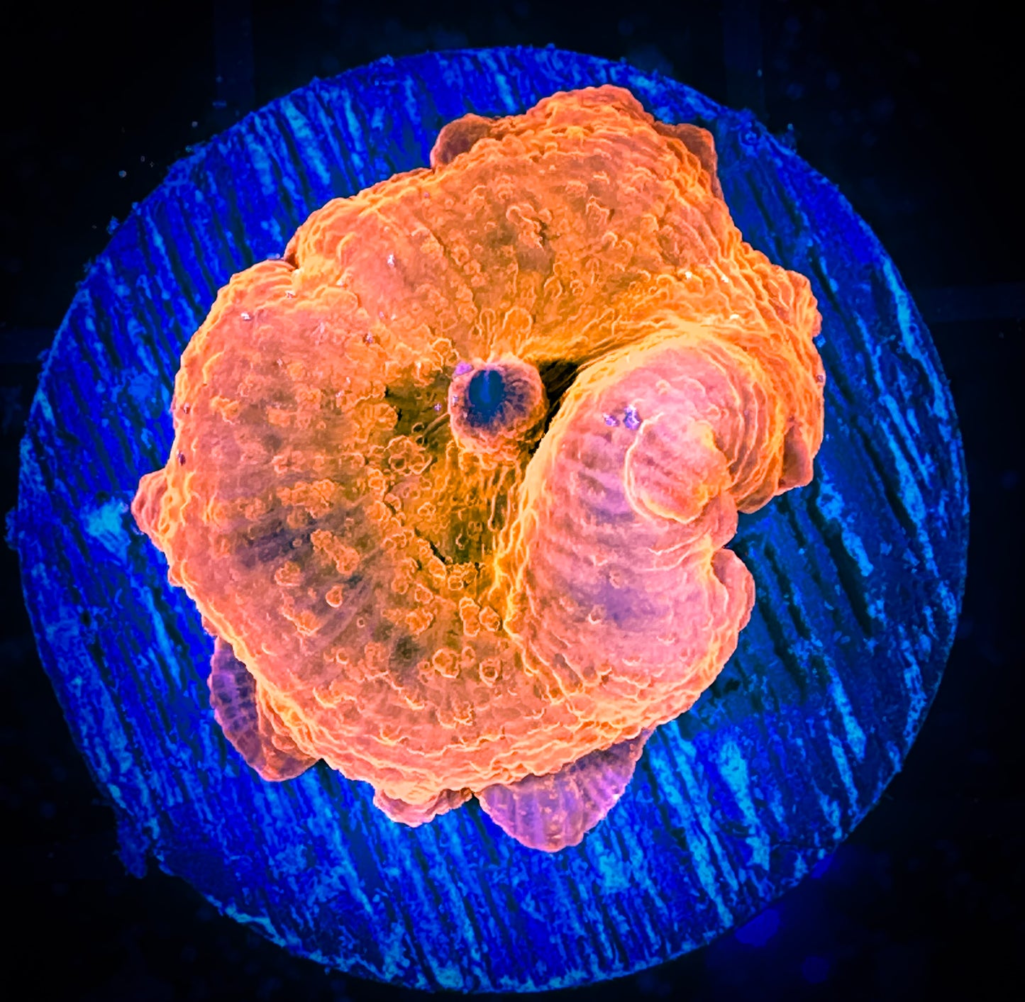 WYSIWYG Iron Man Discosoma Mushroom 12C1