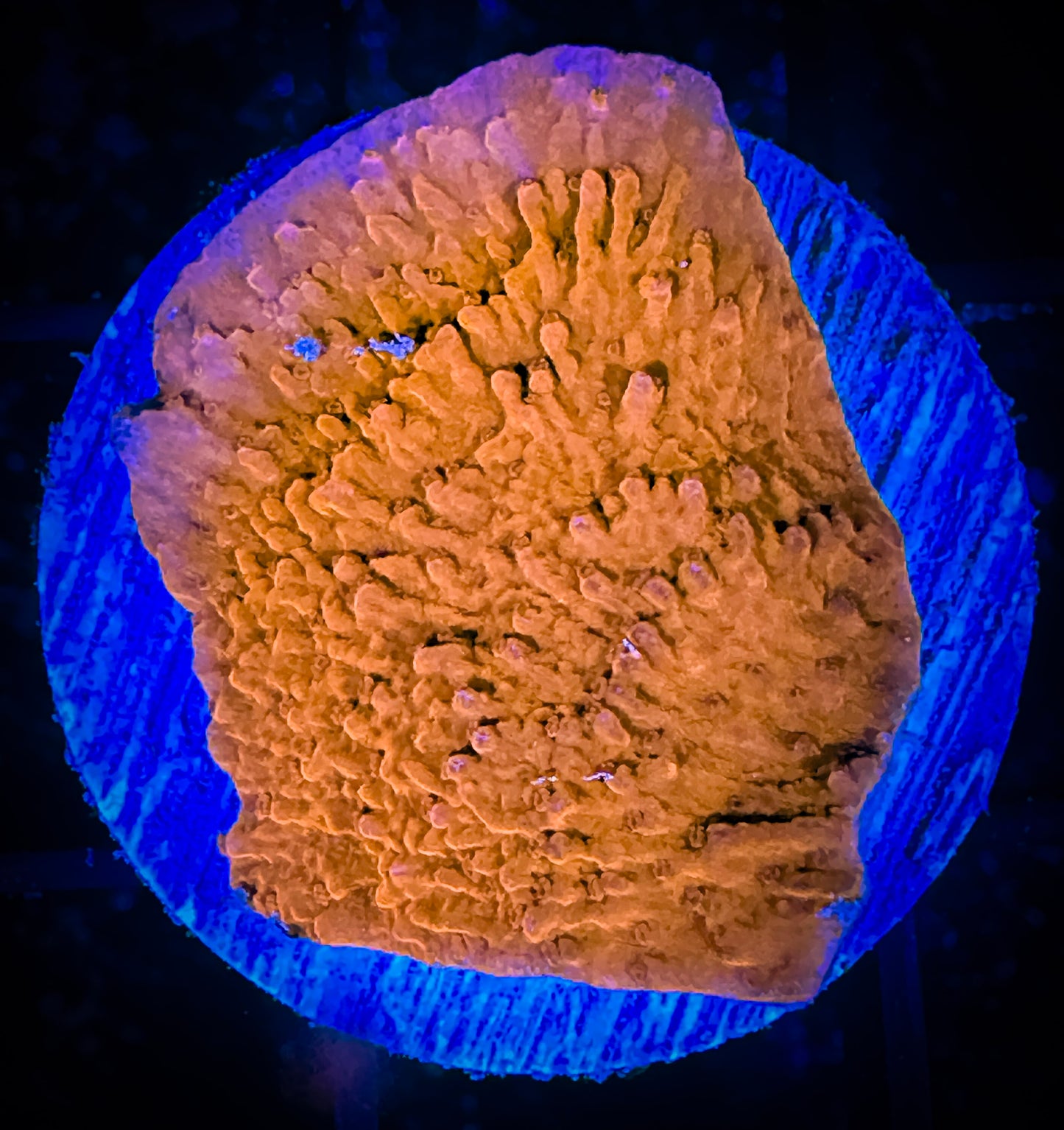 WYSIWYG Bright Orange Monticap 12C2