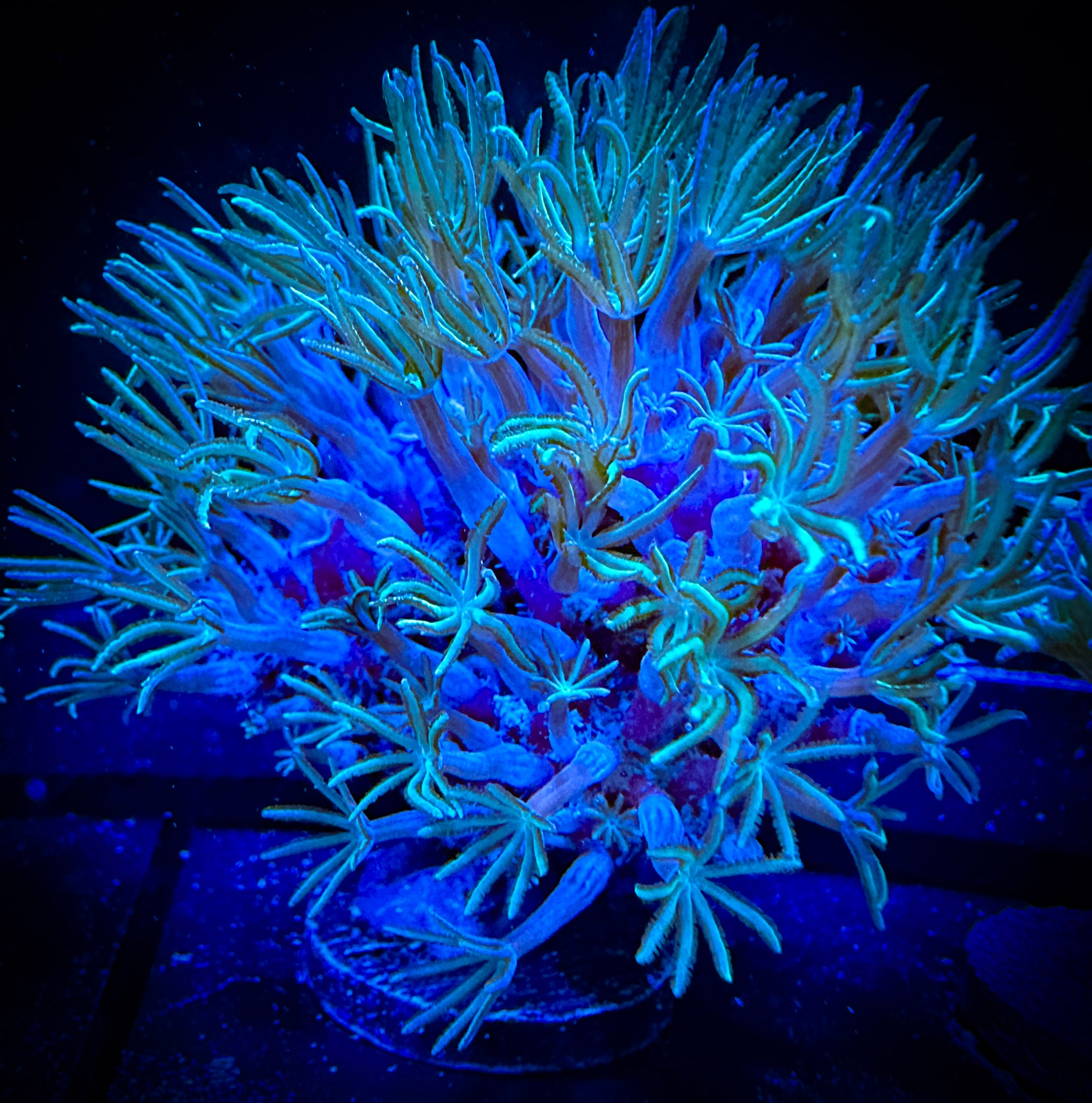 Minty Green Pipe Organ Coral main image 0