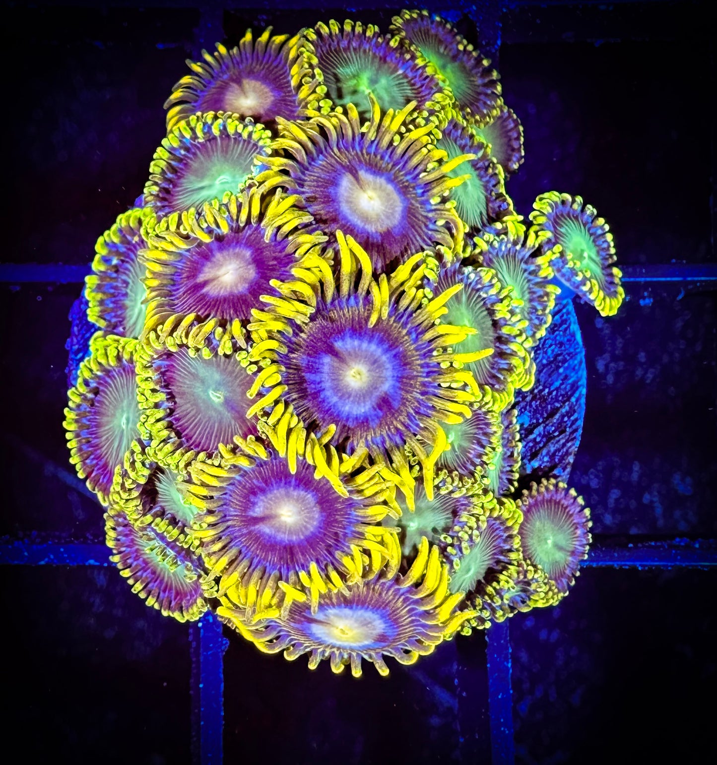 WYSIWYG Radioactive Dragon Eyes and Blueberry Fields Combo Frag 12C3