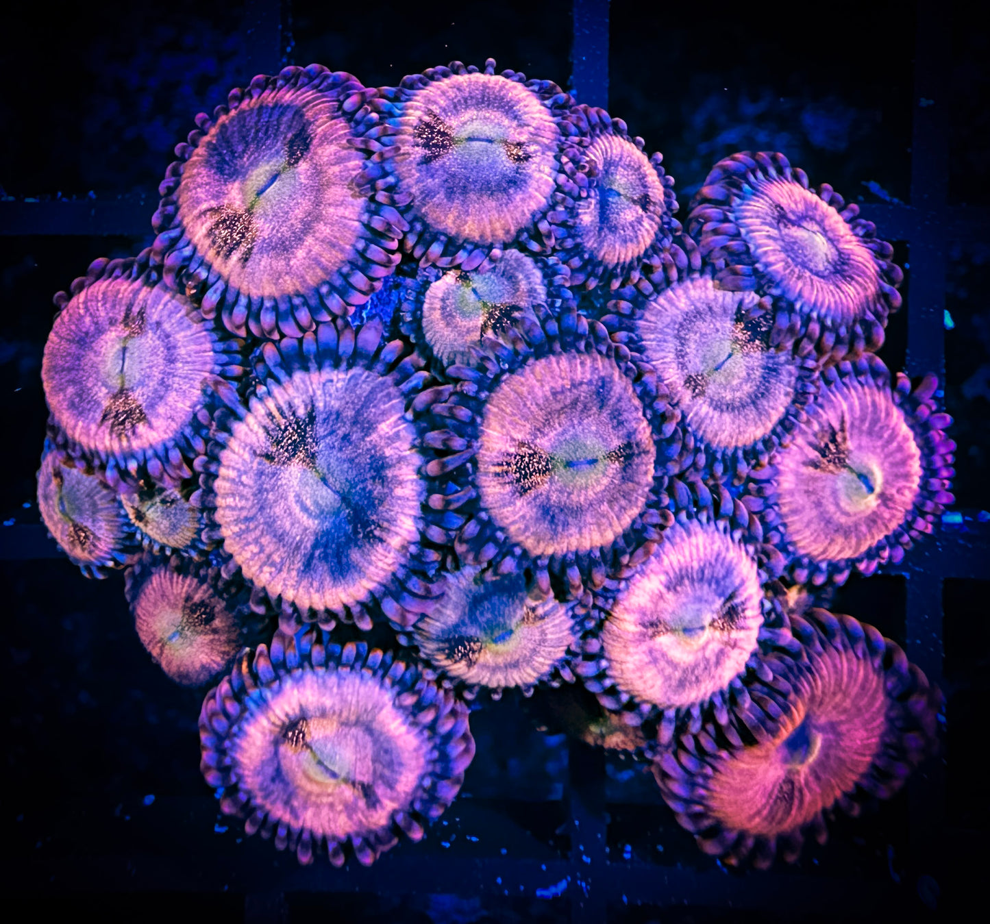 WYSIWYG WWC Halle Berry Zoanthids Large Frag 12C3