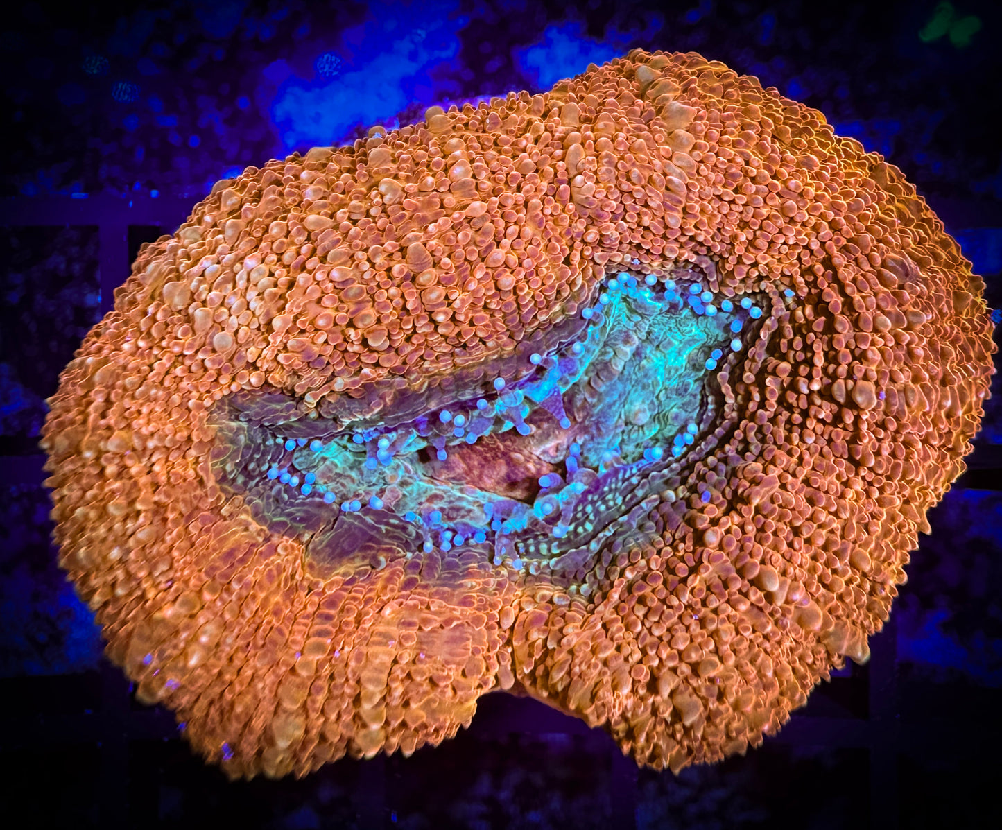 WYSIWYG Beautiful Acan Bowerbanki 09B4