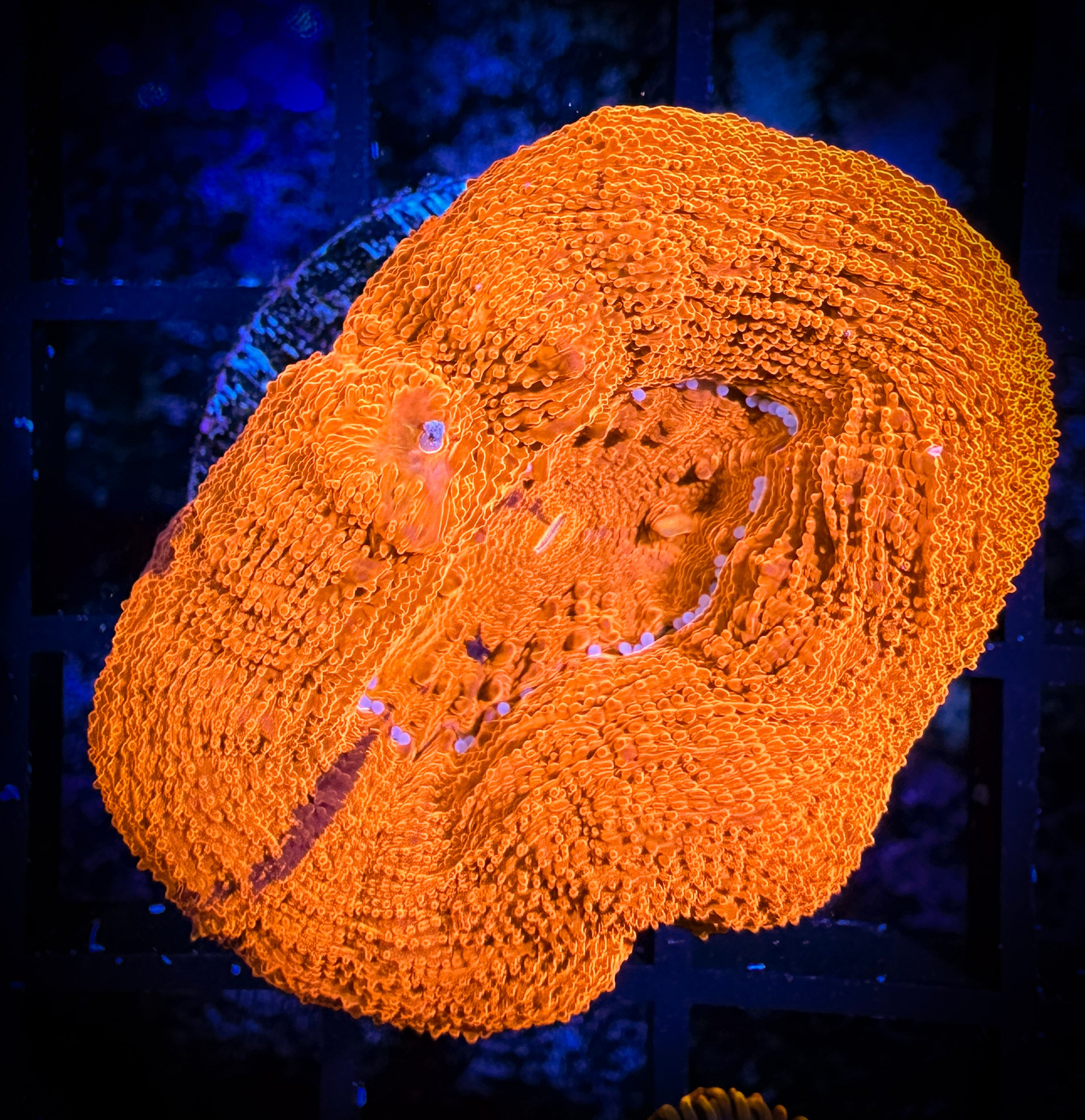 WYSIWYG Does the Carpet Match the Drapes Acan Bowerbanki 09D1 - Goat Corals