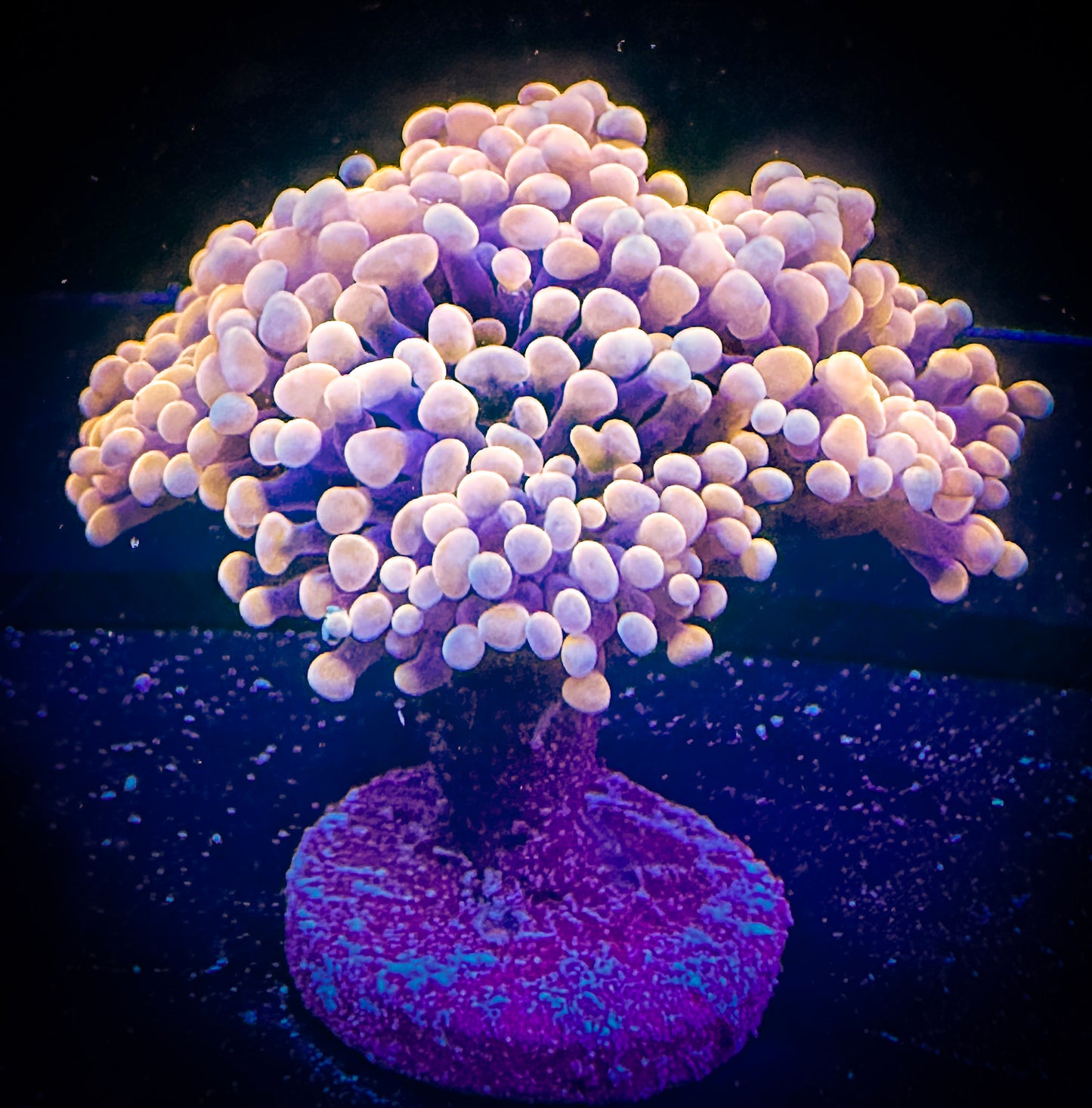 WYSIWYG Pink Branching Hammer Coral, 3 Heads 01E4