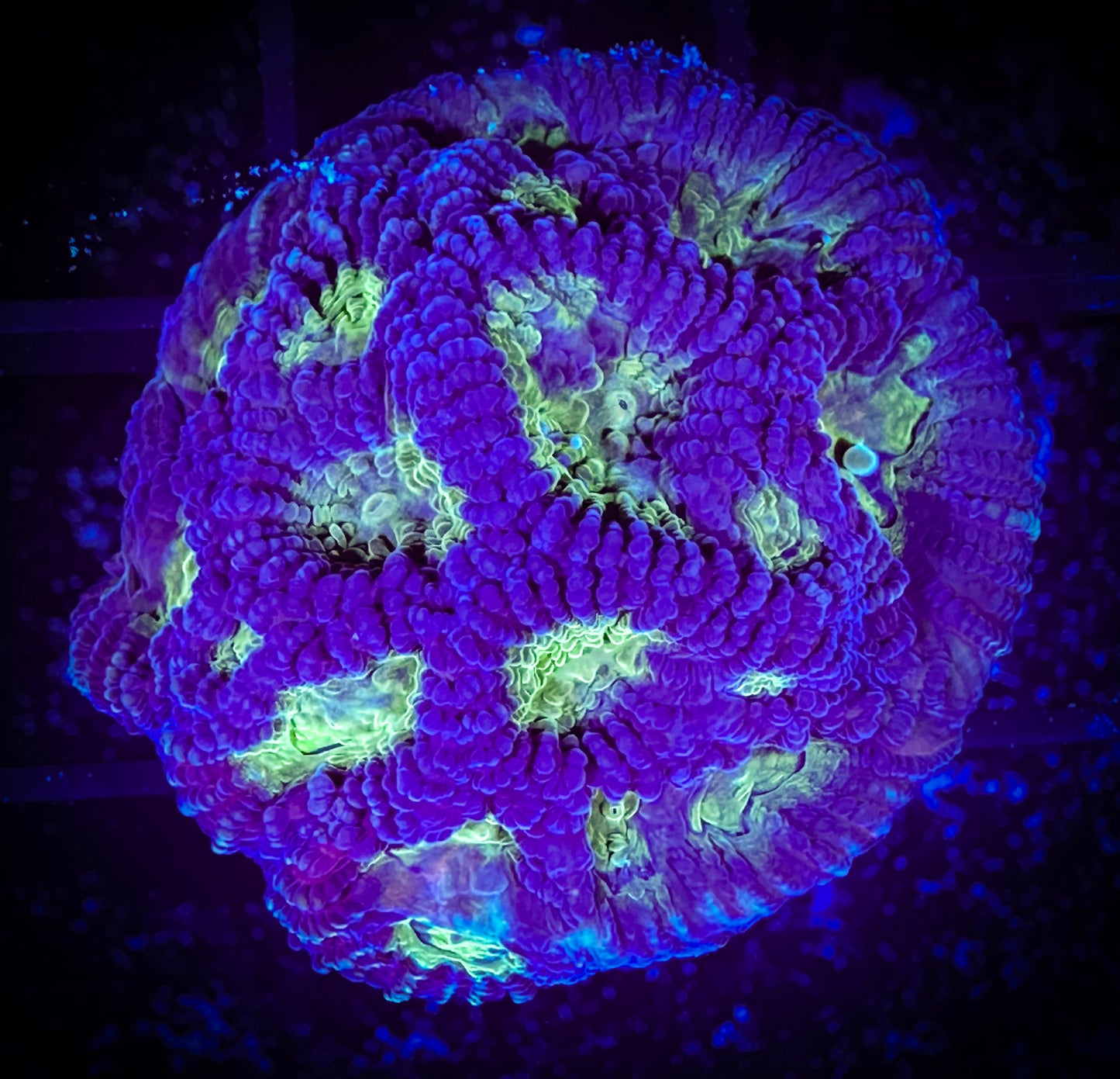 WYSIWYG Purple and Neon Green Favia 12E1