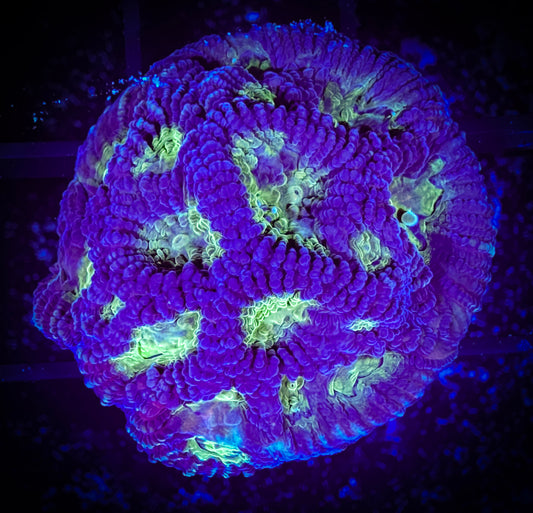 WYSIWYG Purple and Neon Green Favia 06B1