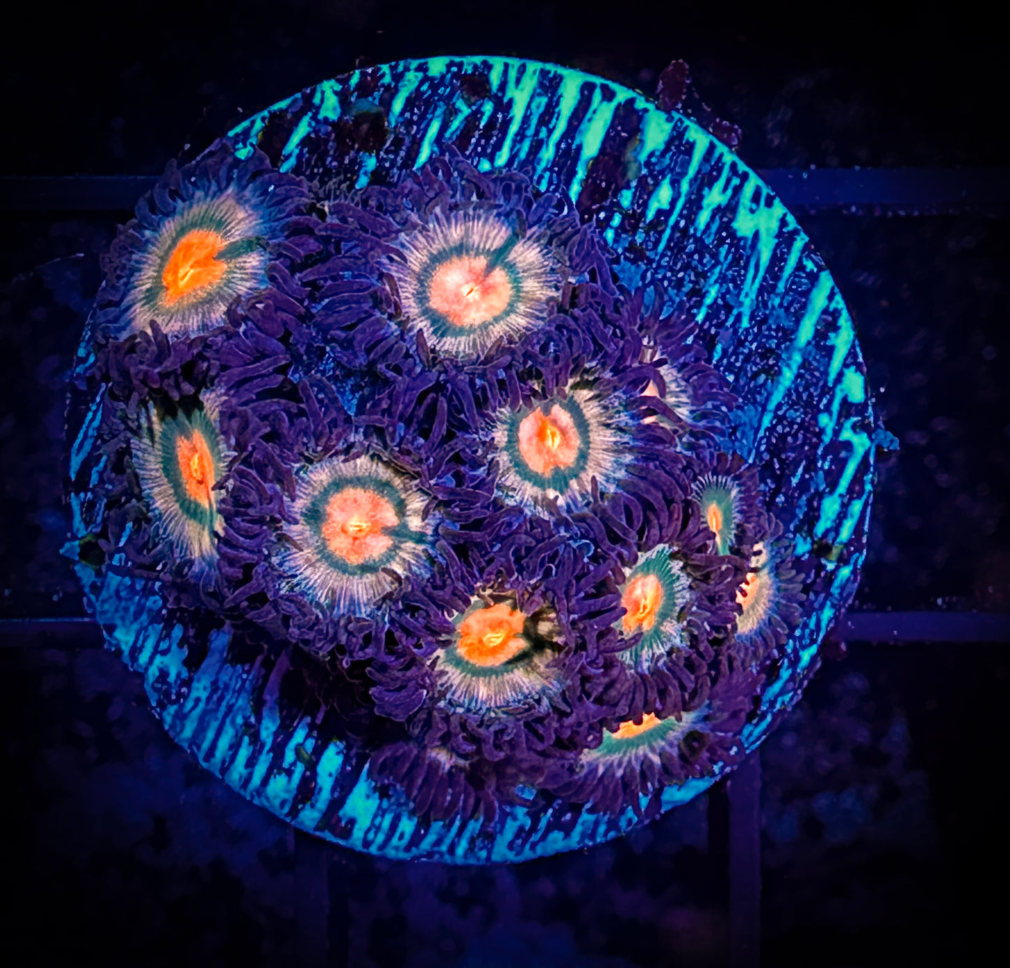 WYSIWYG Sunkissed Zoanthids 01D1