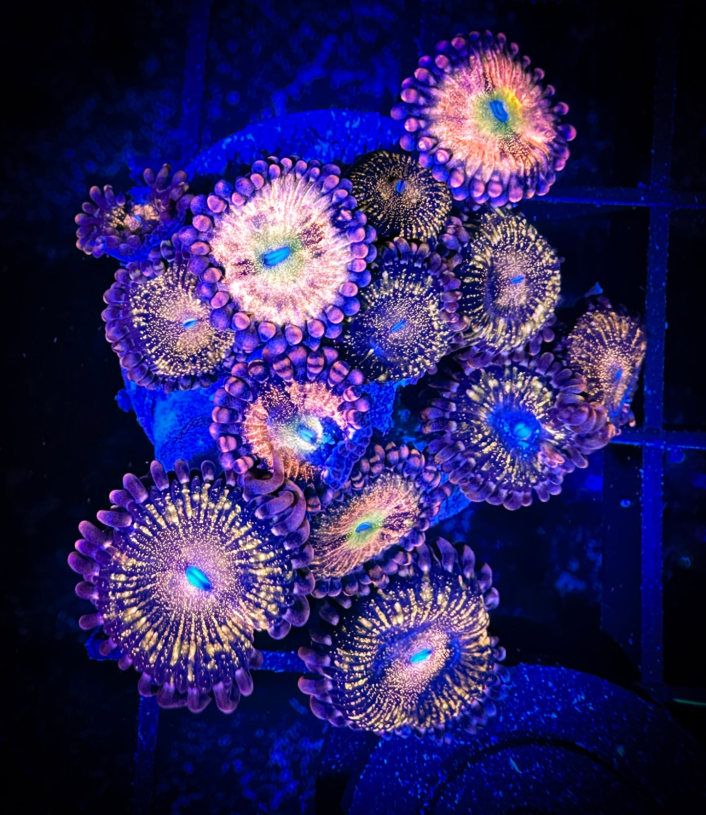 WYSIWYG Alien Antivenom Pandora Combo 12F2
