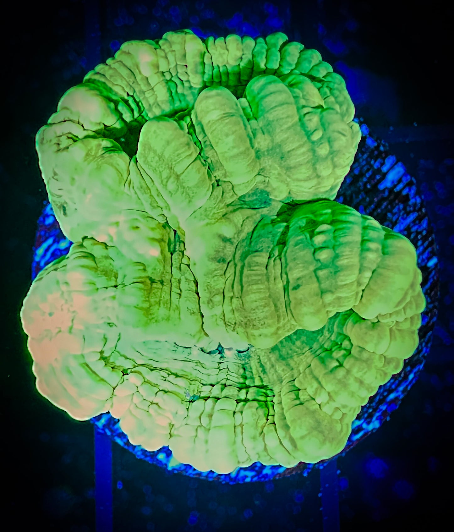 WYSIWYG Kryptonite Candy Cane 12F2