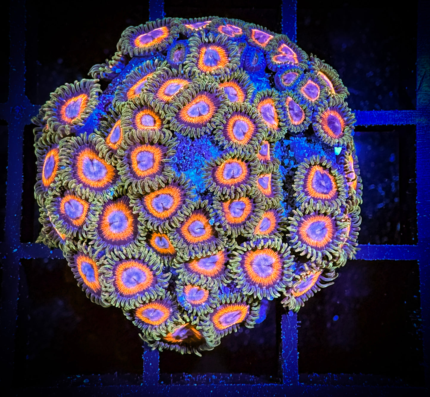 WYSIWYG JF Fairtale Zoanthids Mini Colony 12D2