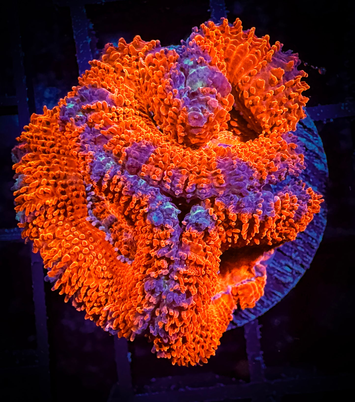 WYSIWYG Ultra Acan (Micromussa) 13A3