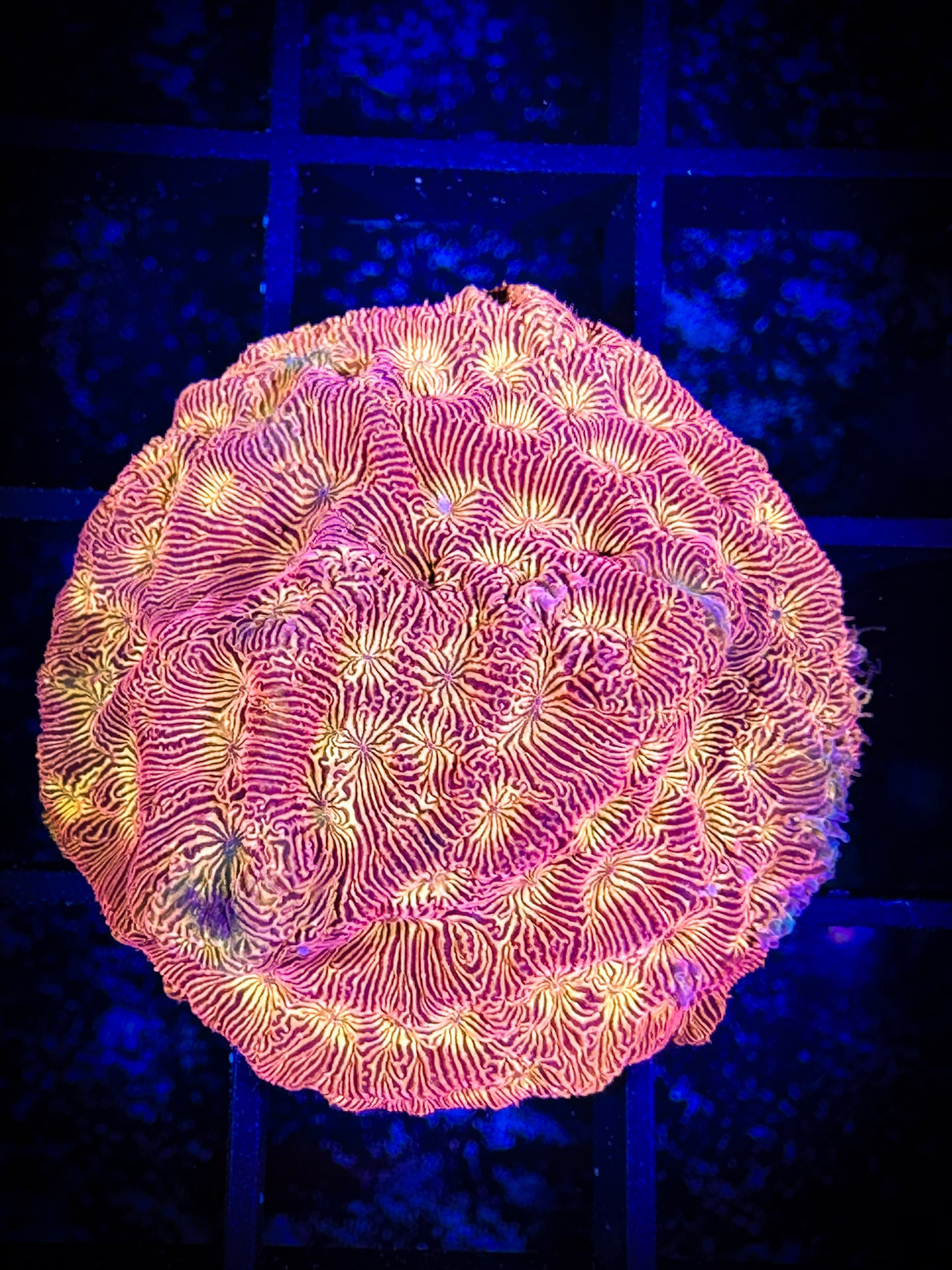 WYSIWYG TG Blood Orange Leptoseris 01A3