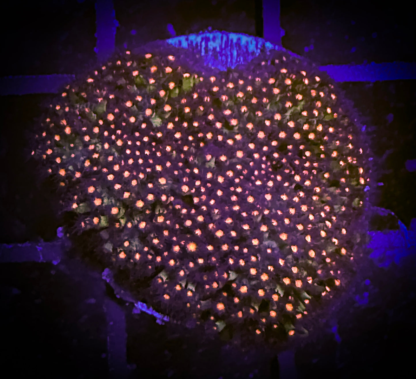 WYSIWYG Jason Fox Sunset Stylocoeniella 13D3