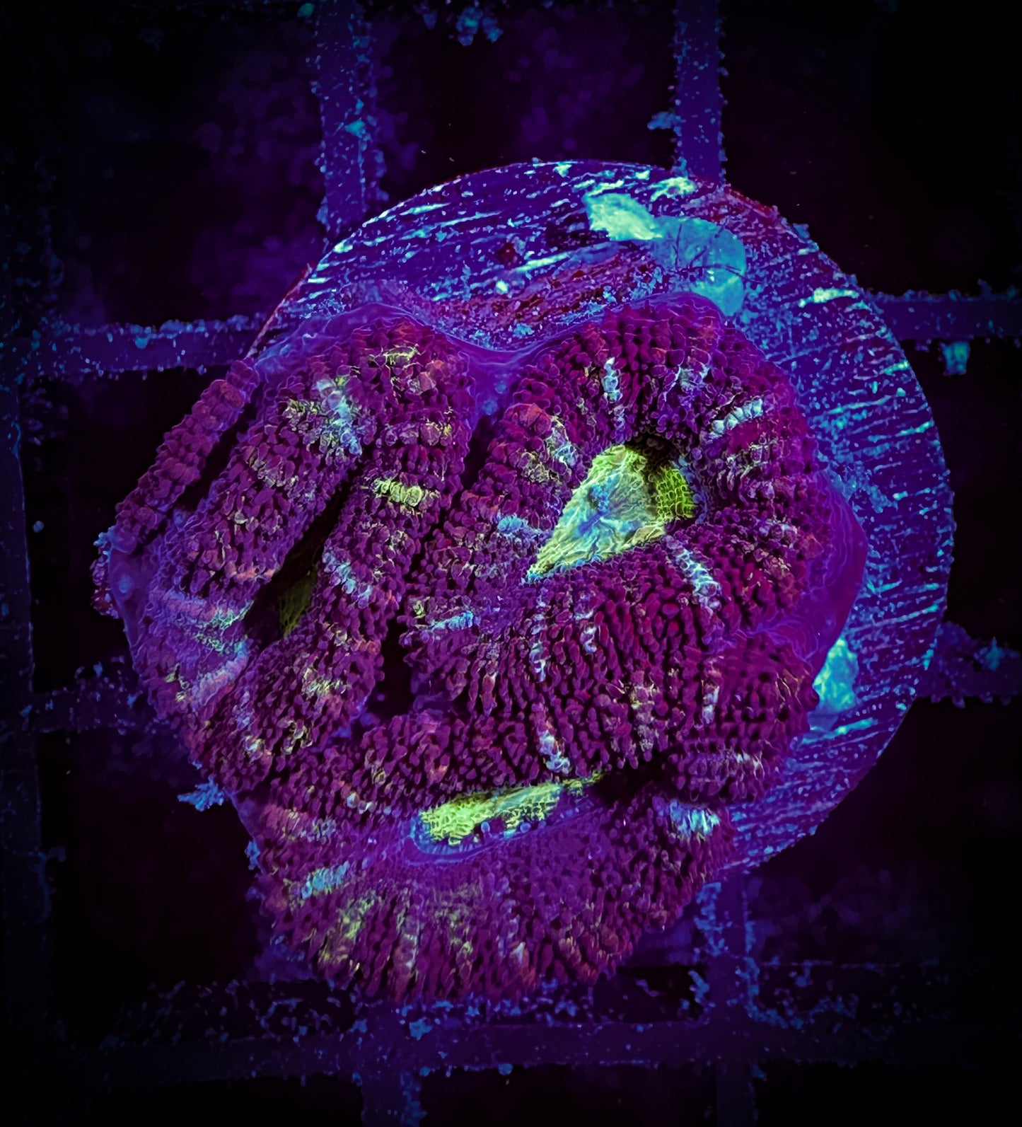 WYSIWYG Ultra Acan (Micromussa) 13E1