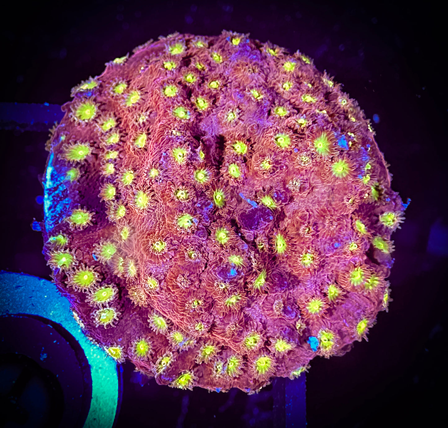 WYSIWYG ECC Bling Bling Cyphastrea 13F1