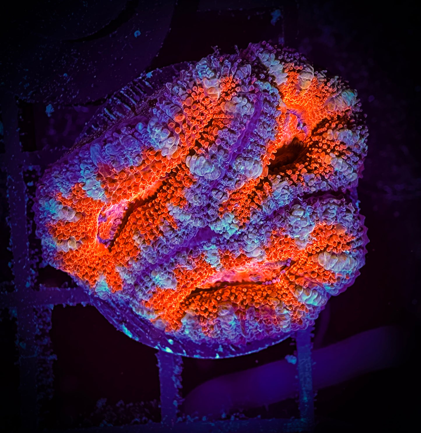 WYSIWYG Ultra Acan (Micromussa) 13F1