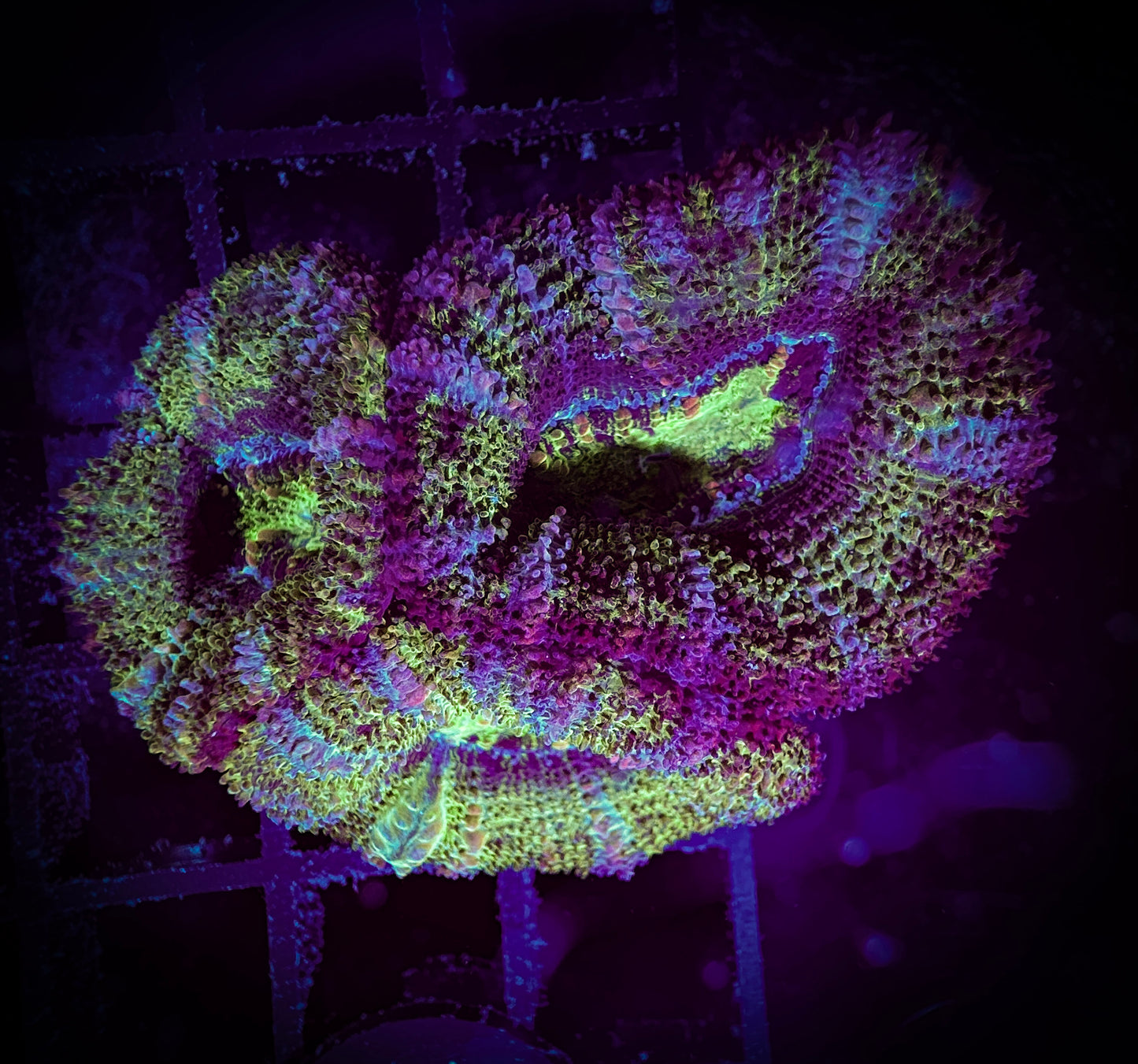 WYSIWYG Ultra Acan (Micromussa) 13F2