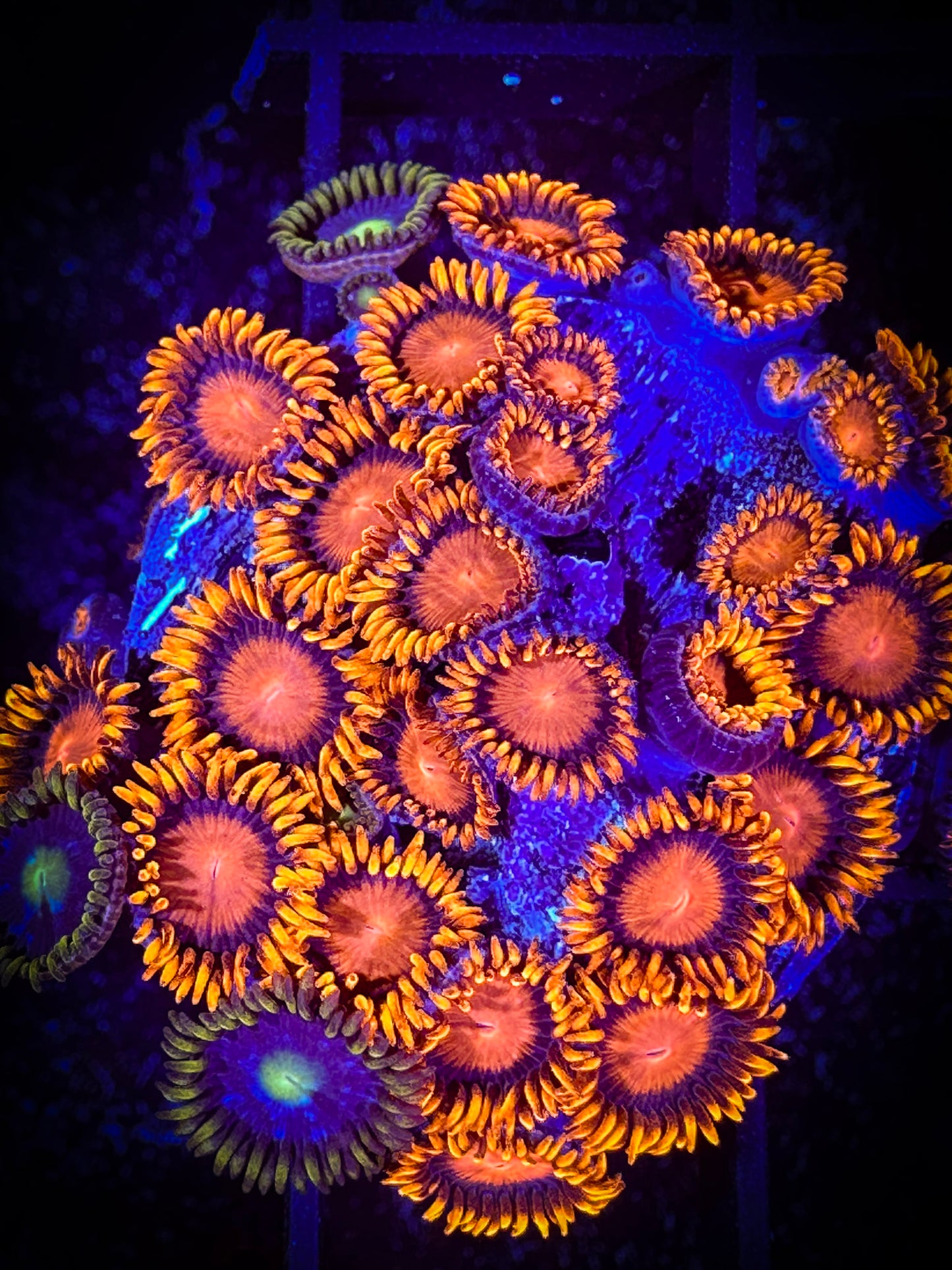 WYSIWYG Bam Bams Zoanthids Mini Colony 15A1
